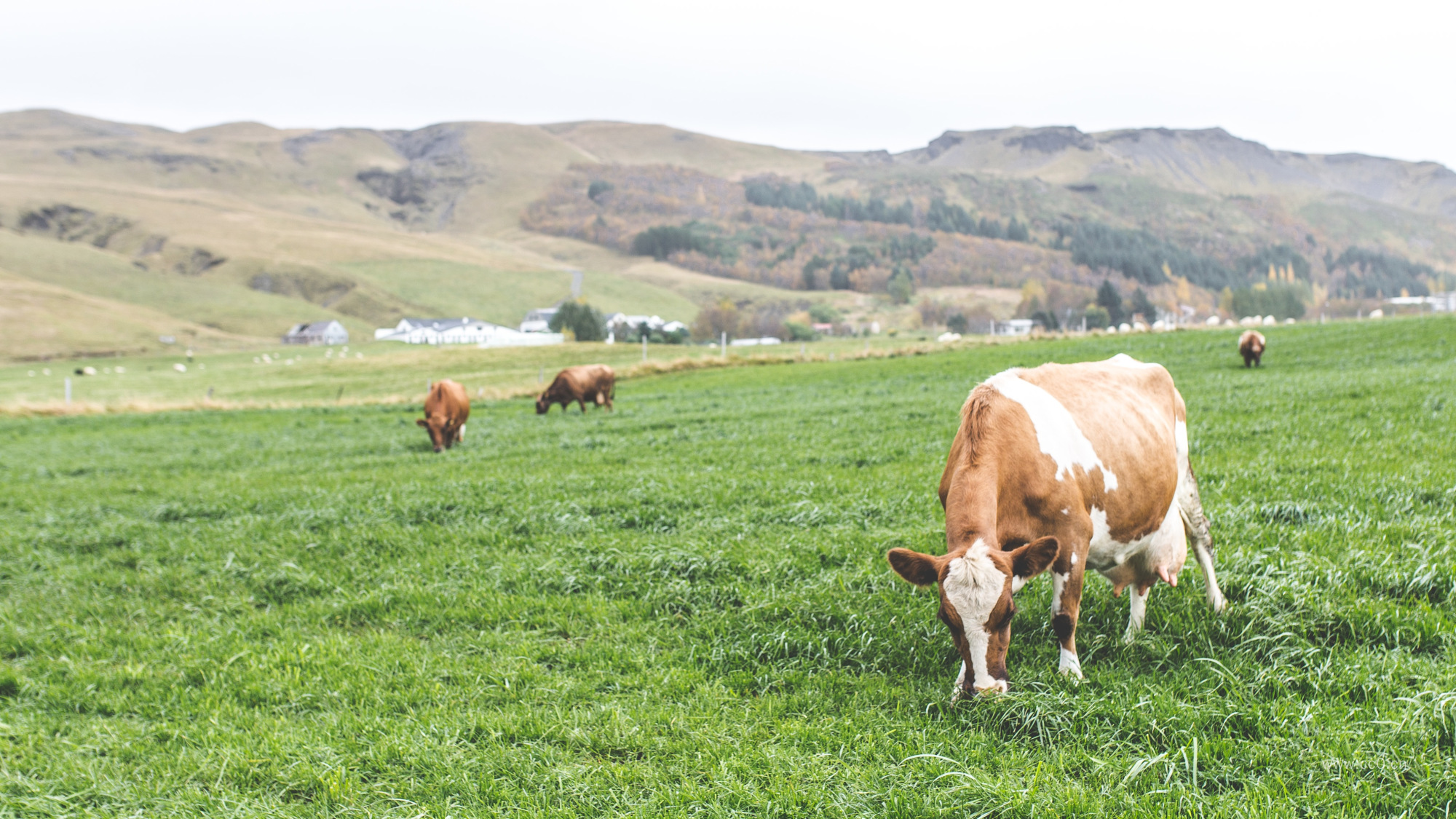 牧场草地上放牧的奶牛