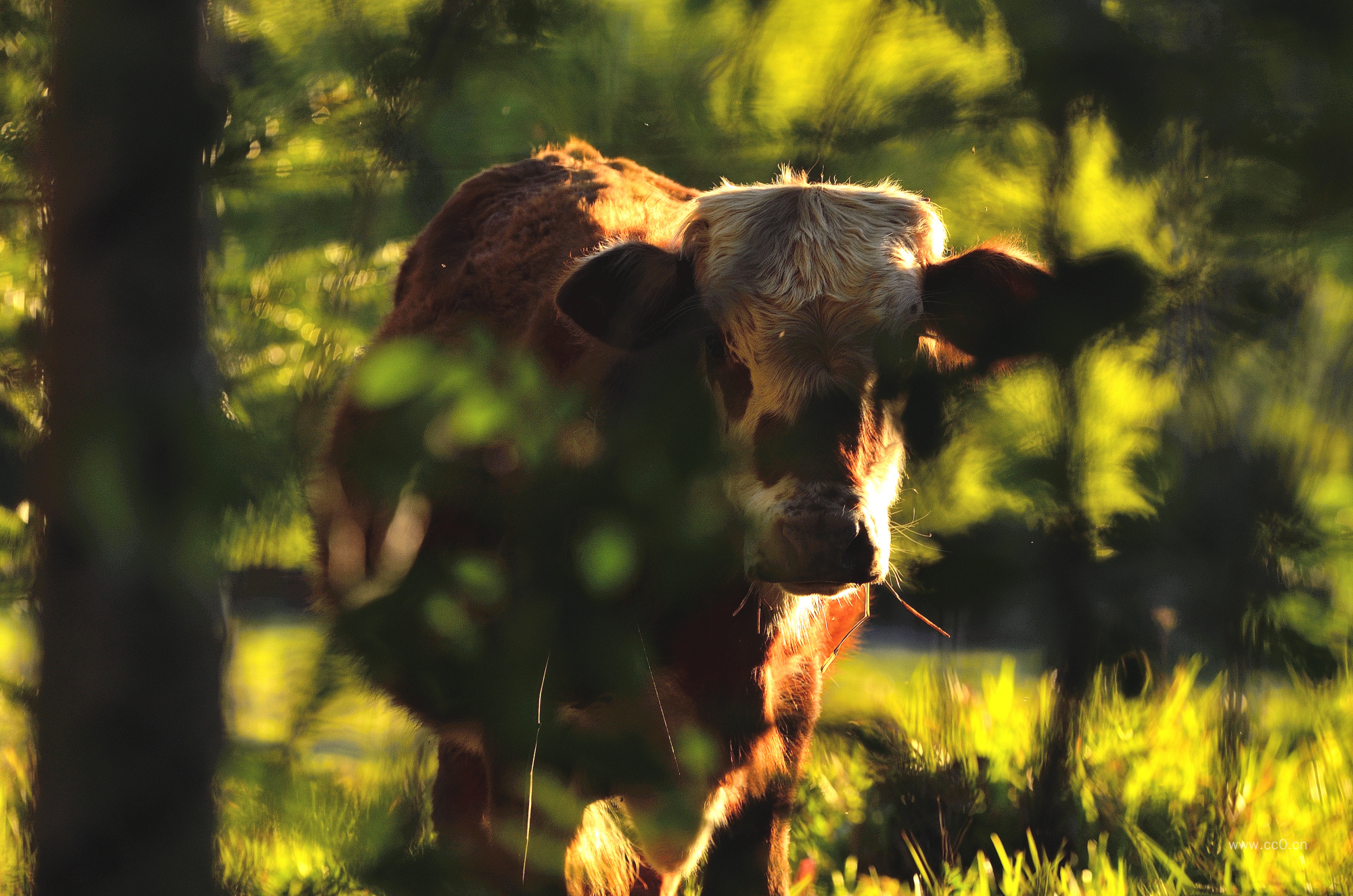 牧场阳光下的一头小牛