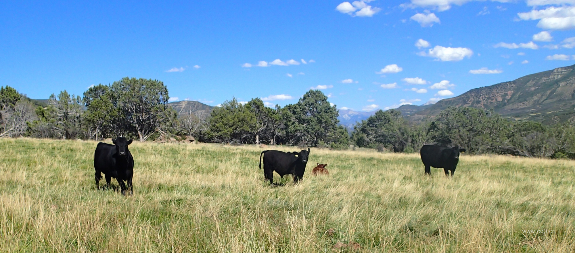 草地上放牧的牛