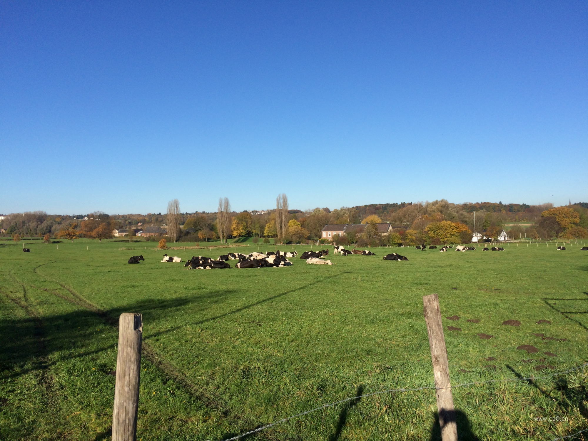 蓝天下牧场草地上的牛群