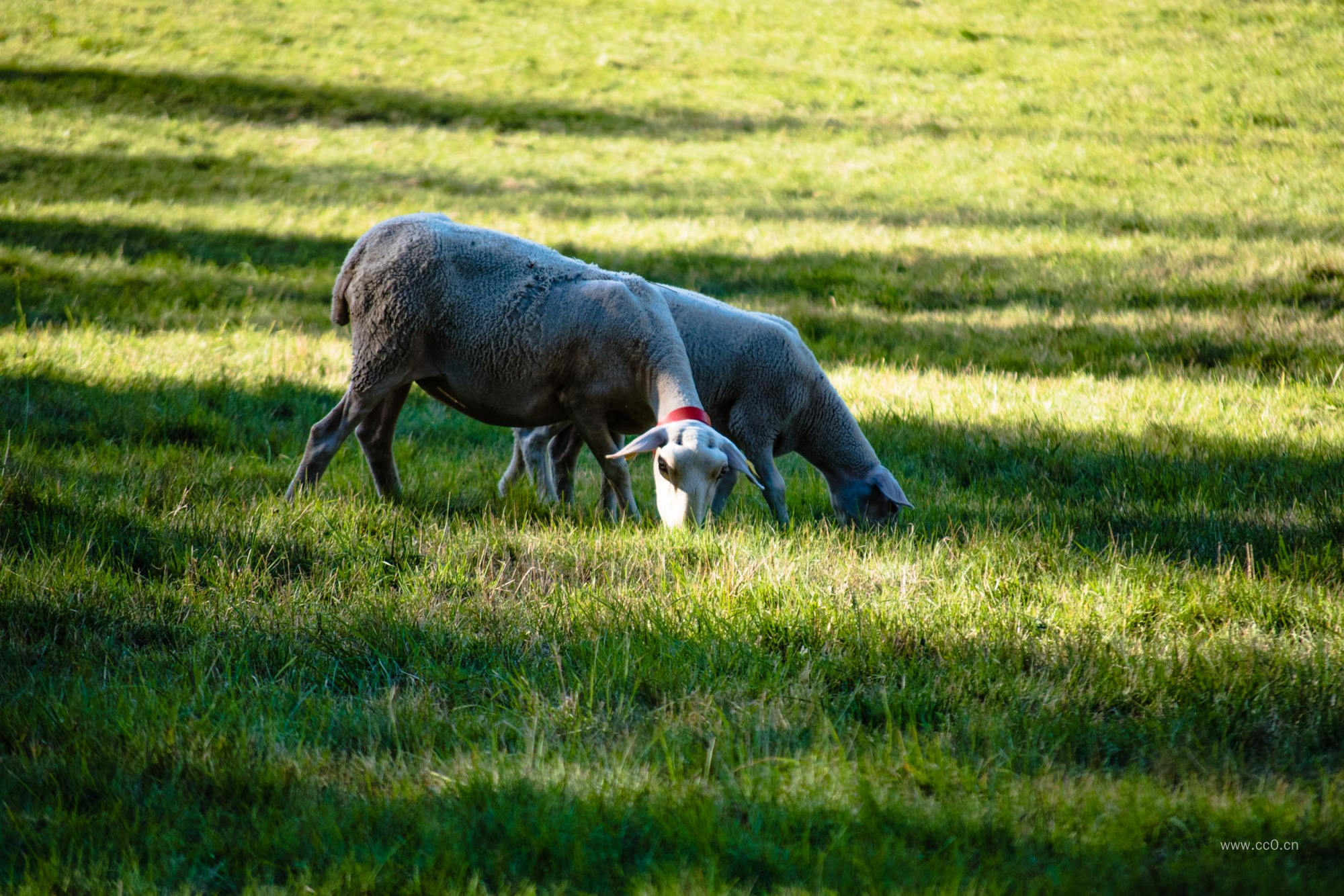 阳光下草地上吃草的两只羊
