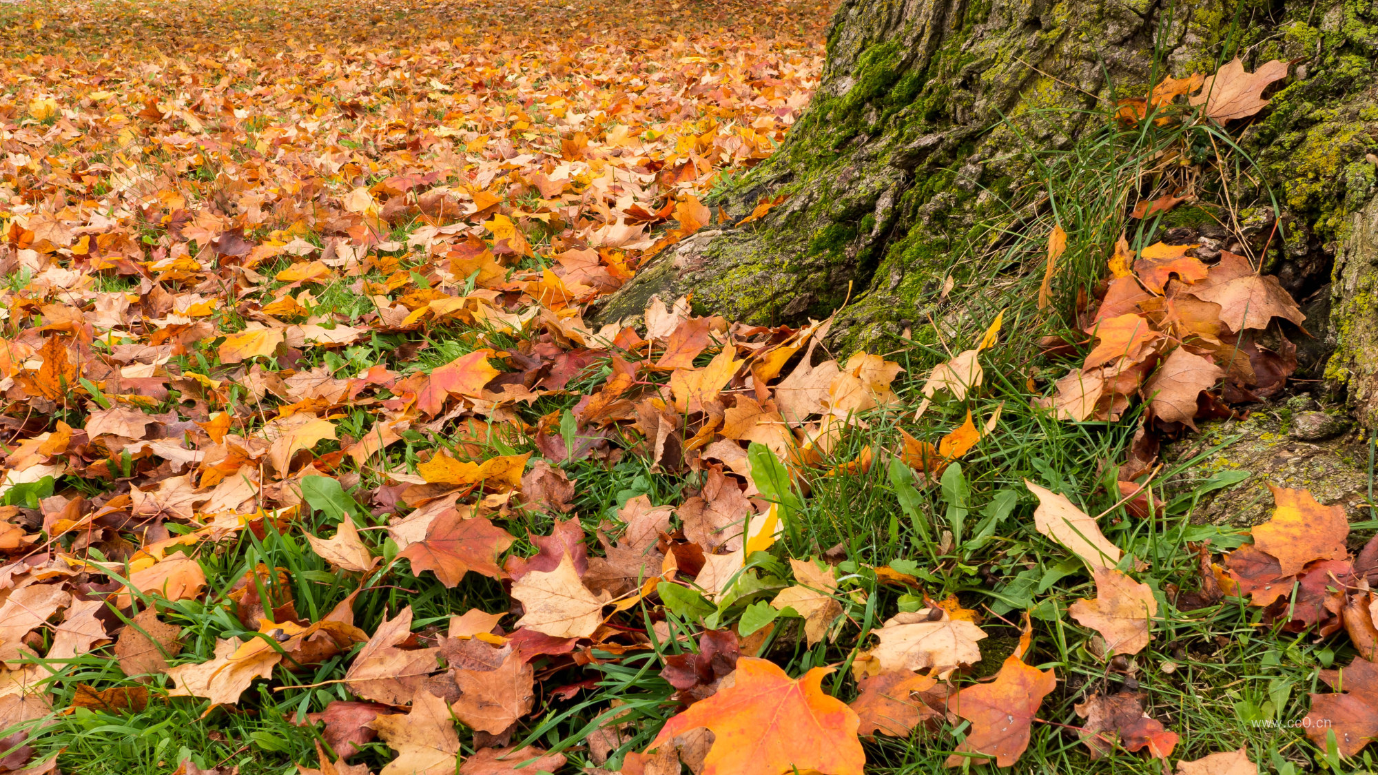 秋天地面的落叶
