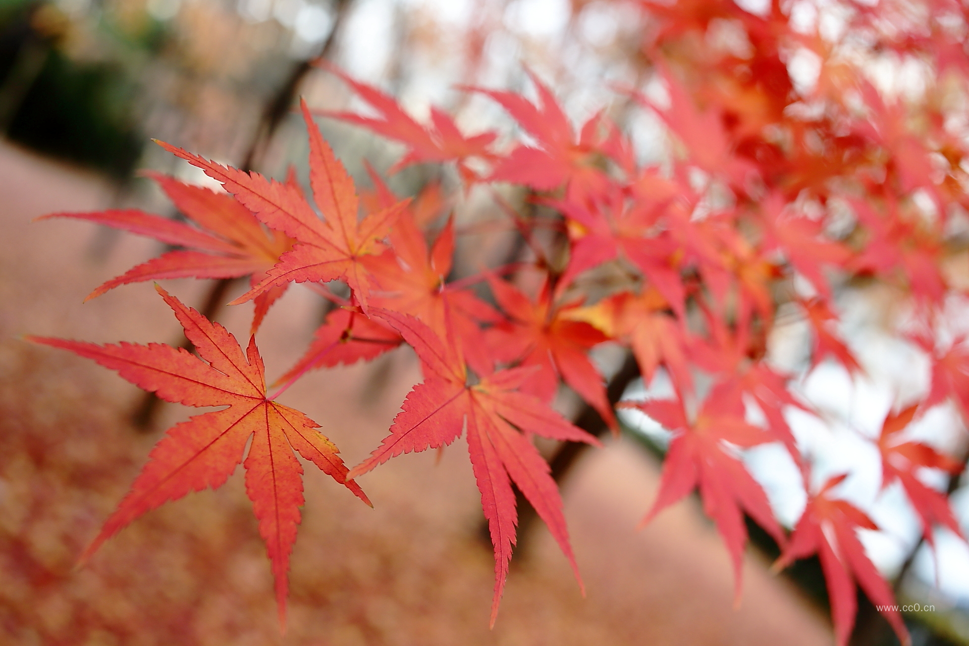 秋天的枫叶图片