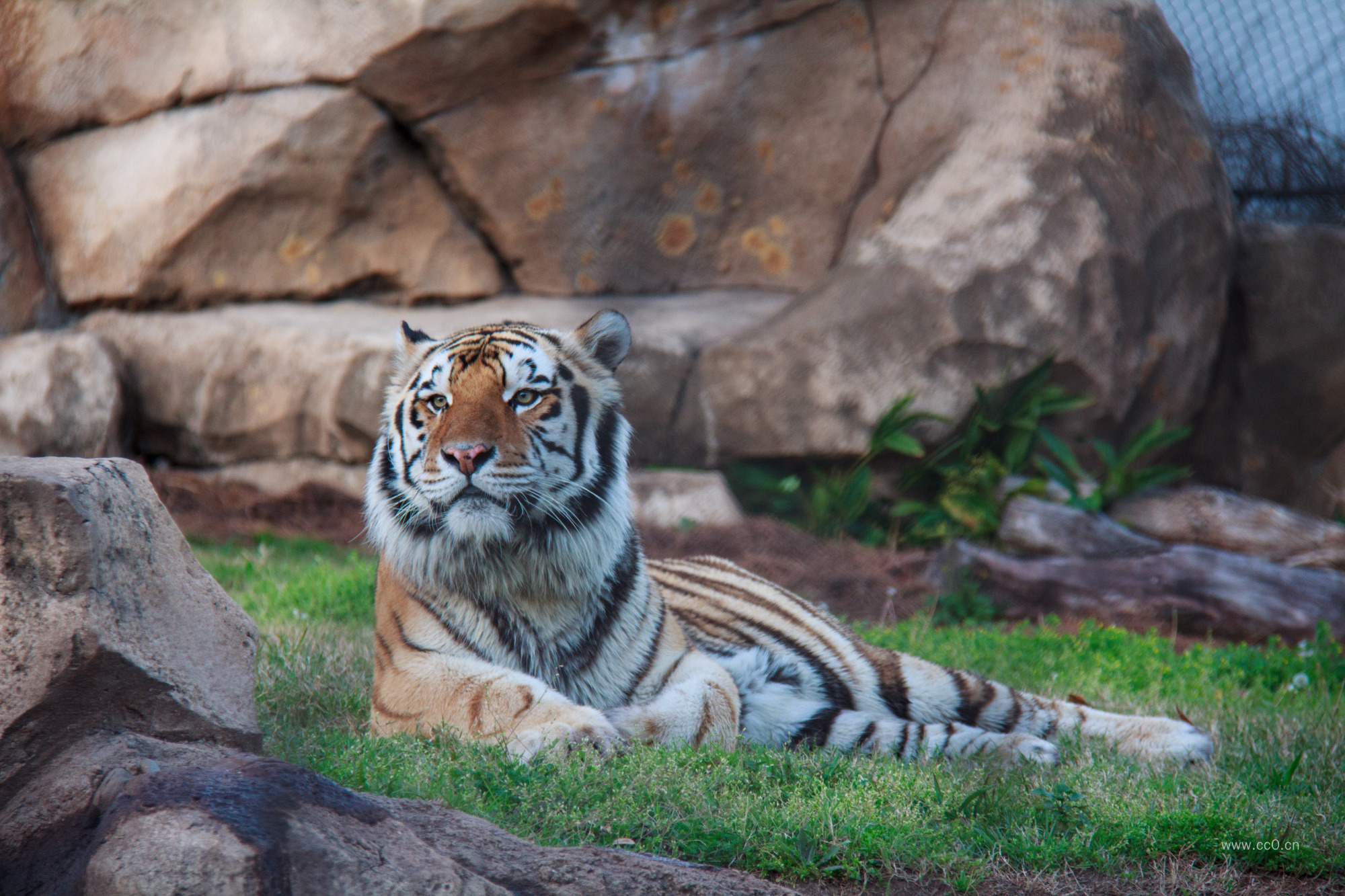 动物园的老虎图片