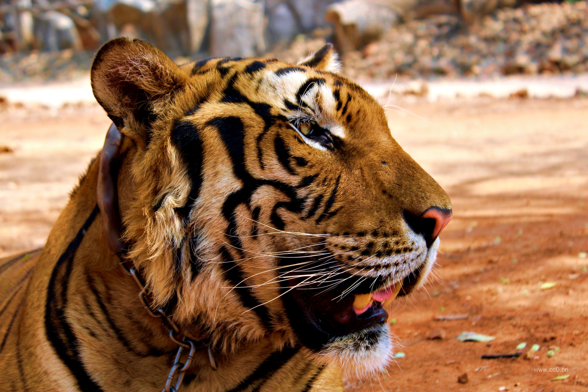 老虎头像特写图片