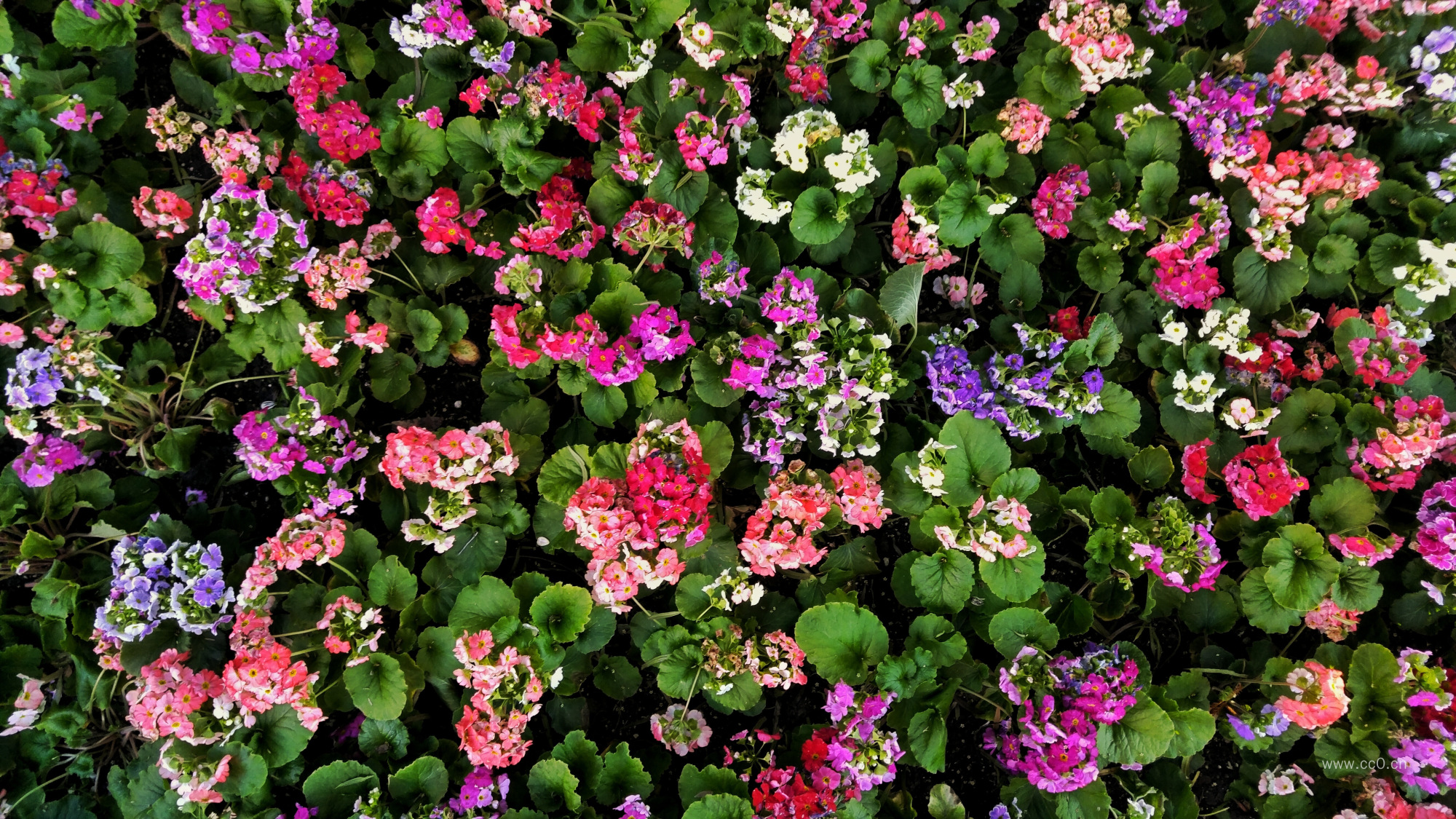 植物花朵背景图片