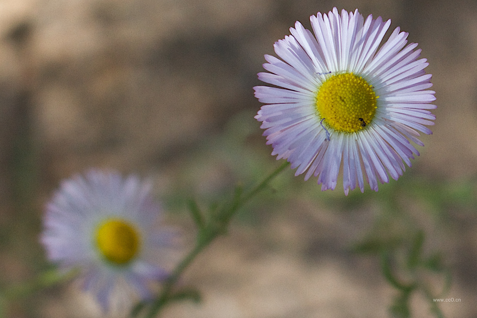 一年蓬花的植物图片