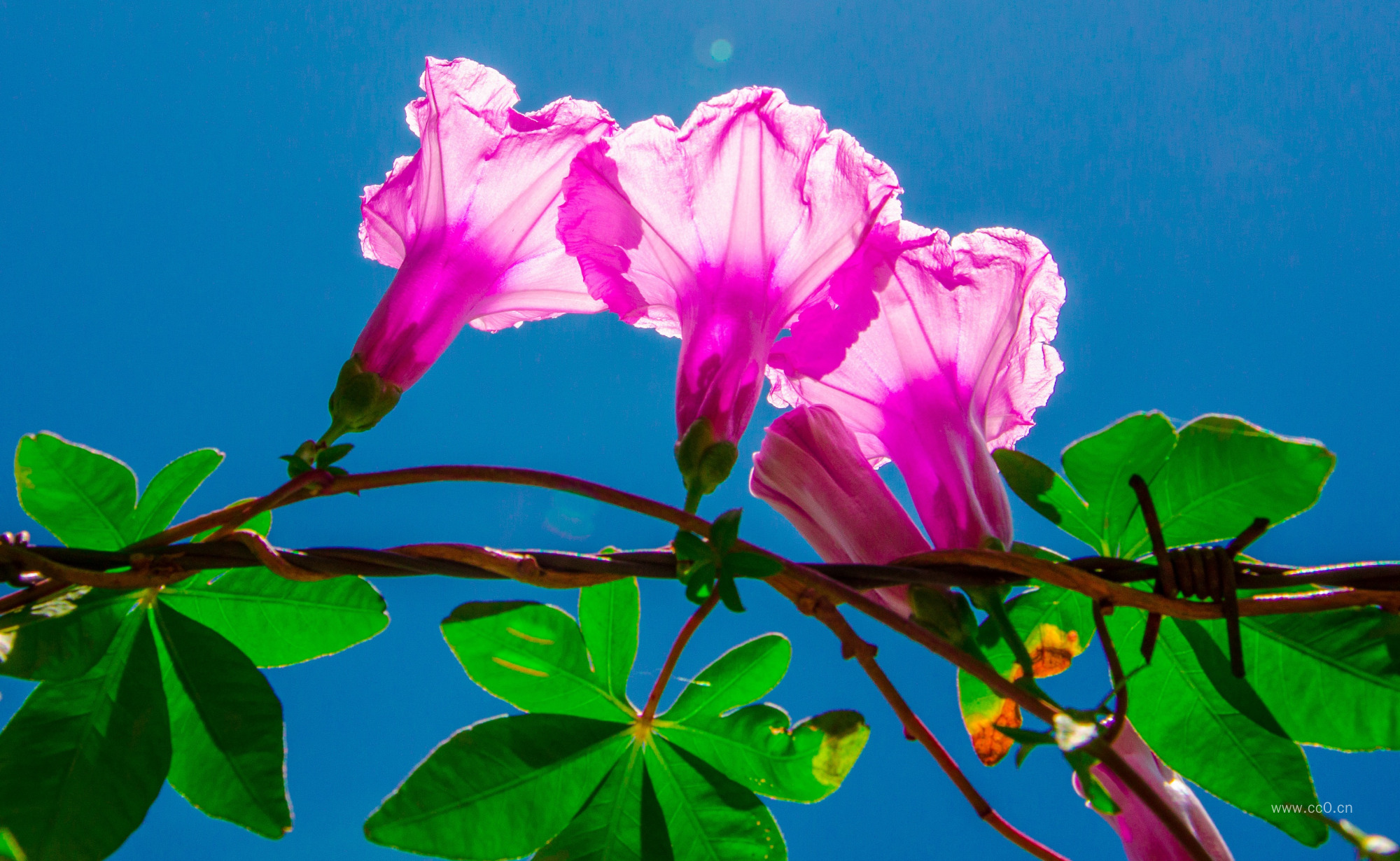 五爪金龙牵牛花的图片