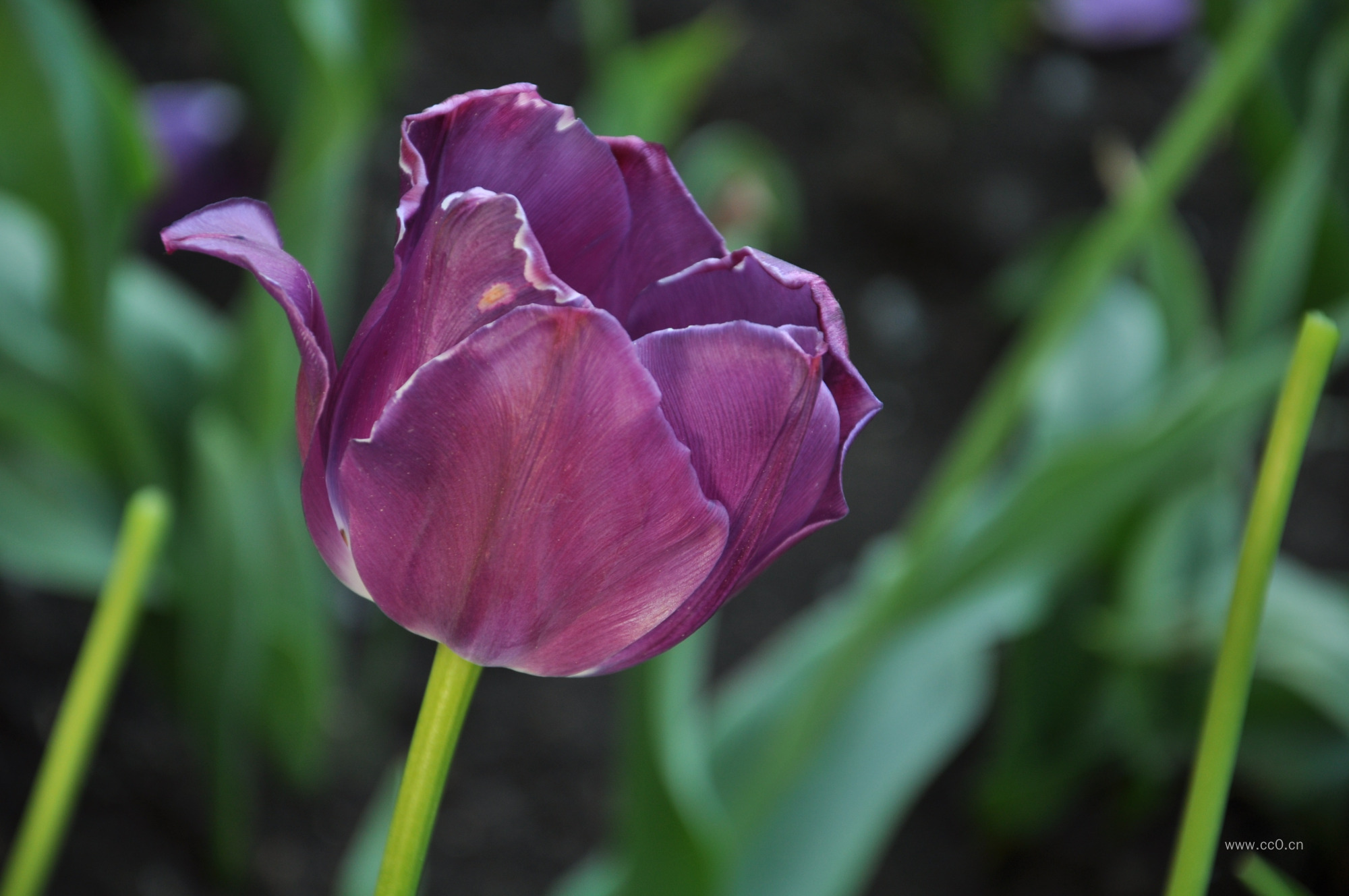 夜皇后郁金香的图片
