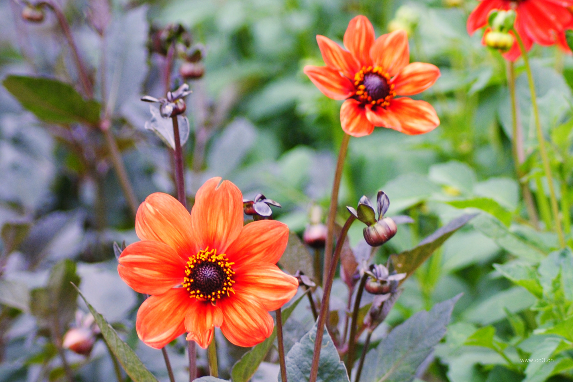 大丽花植物图片