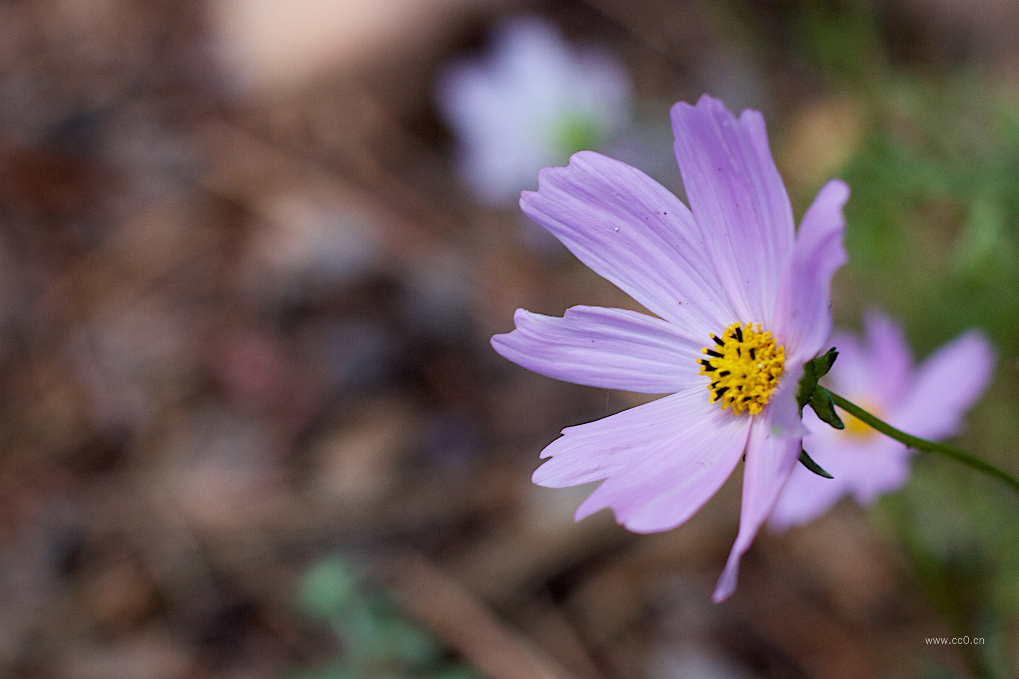波斯菊(秋英)花的特写图片
