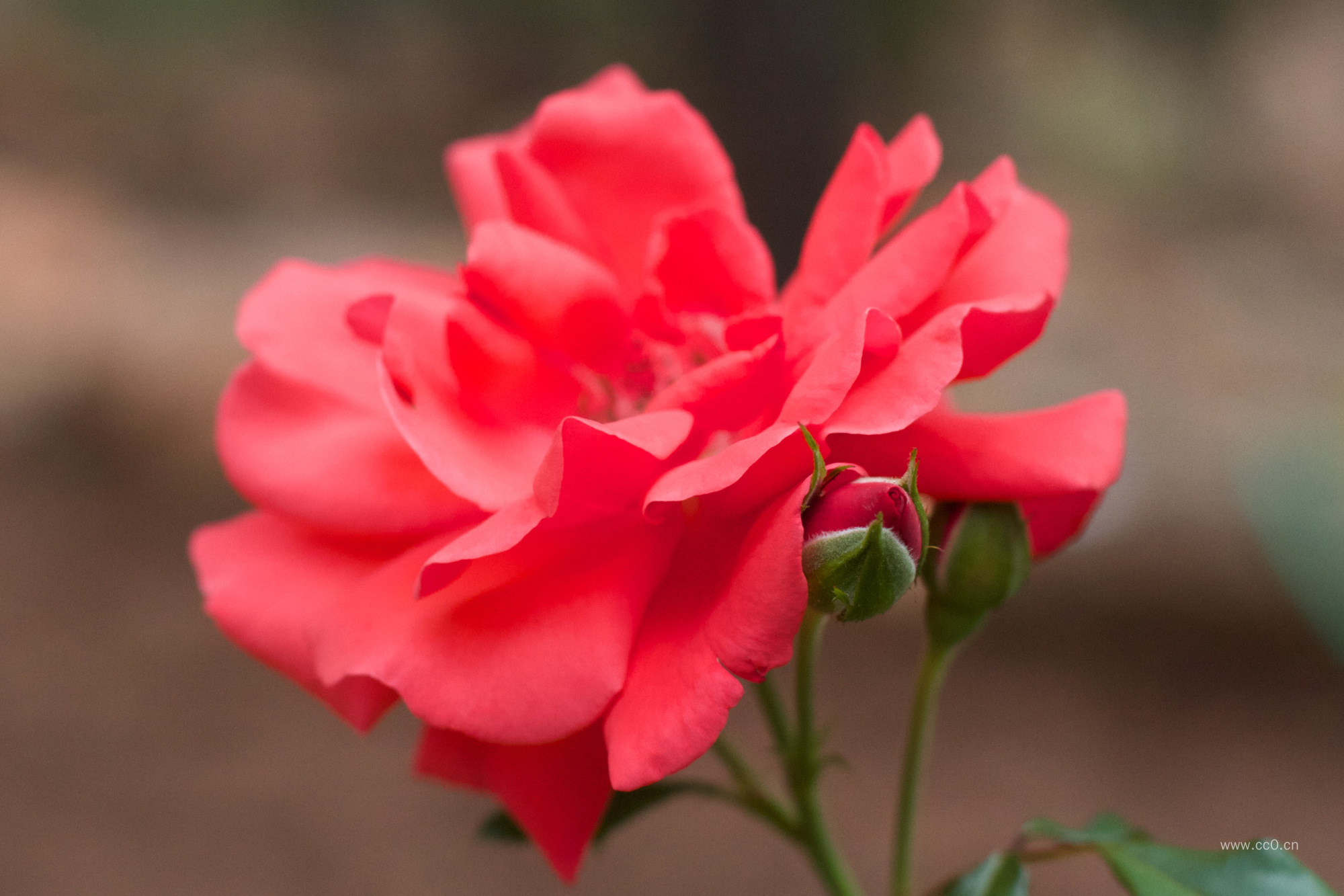 红色的月季花图片