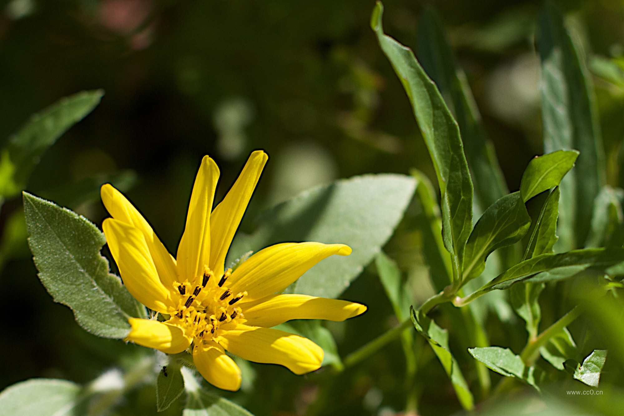 野生向日葵花朵