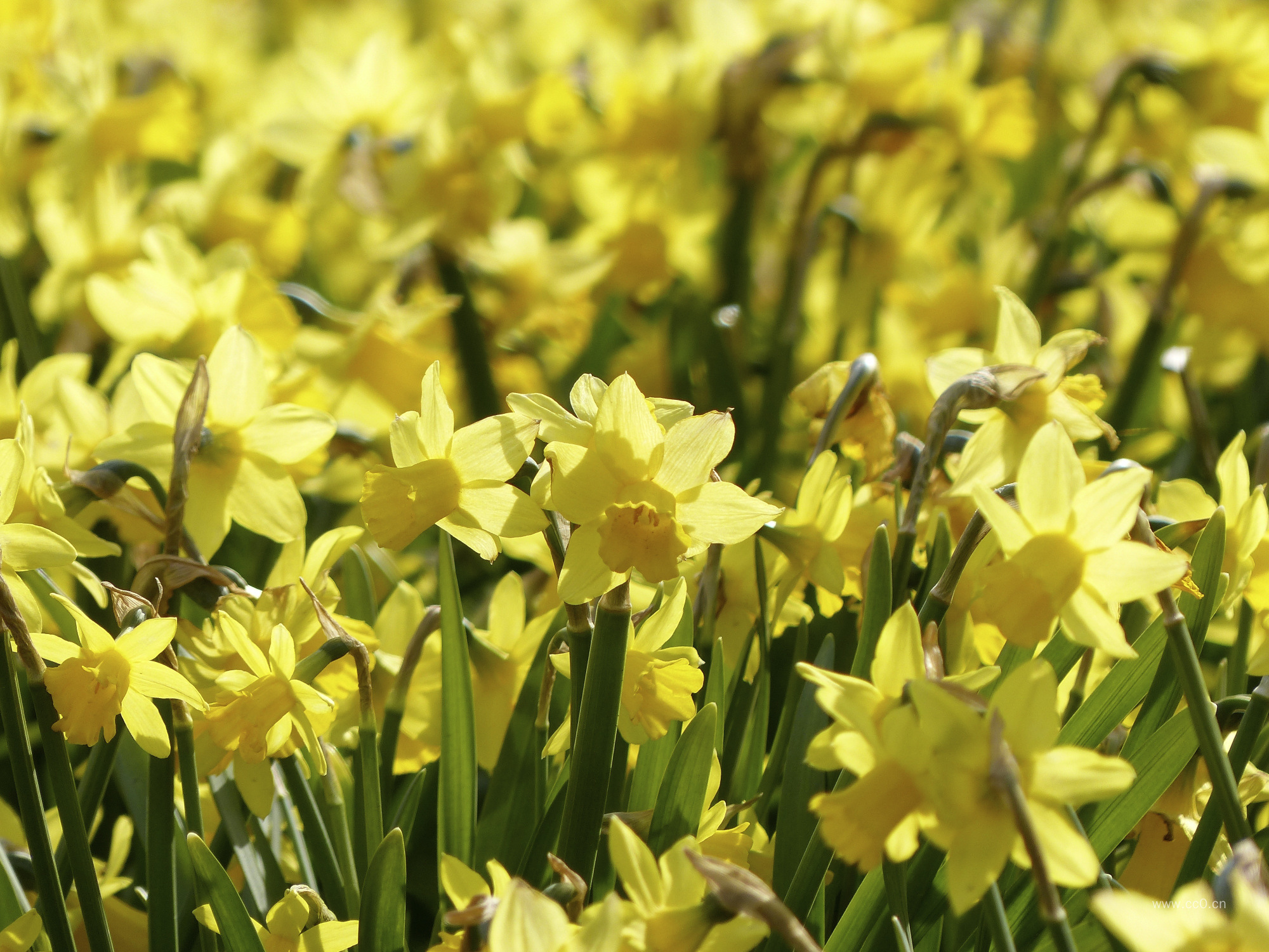黄水仙花的图片