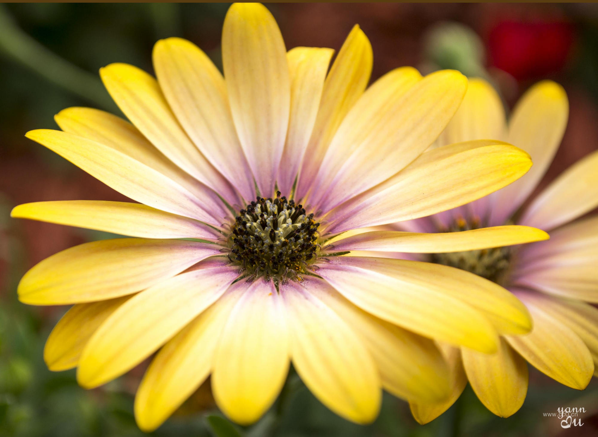 黄色的菊科花朵特写图片
