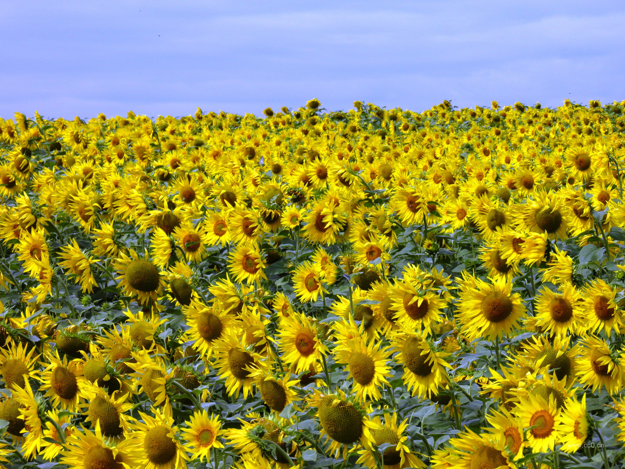 向日葵花海田园景观