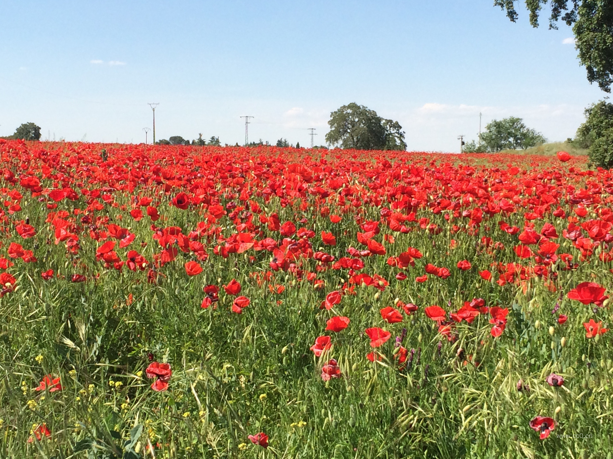 罂粟花花海风景图片