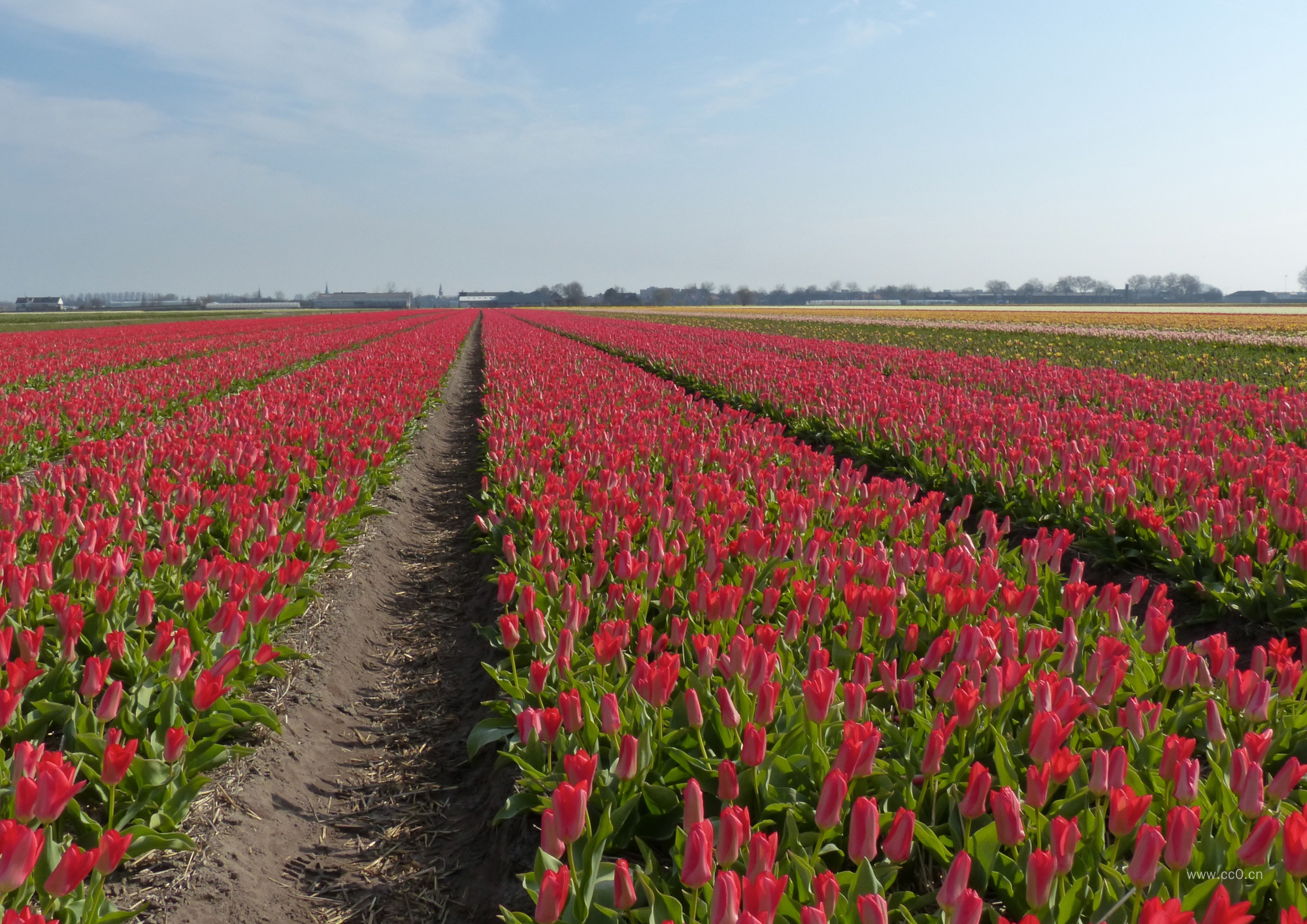 郁金香种植园花海图片
