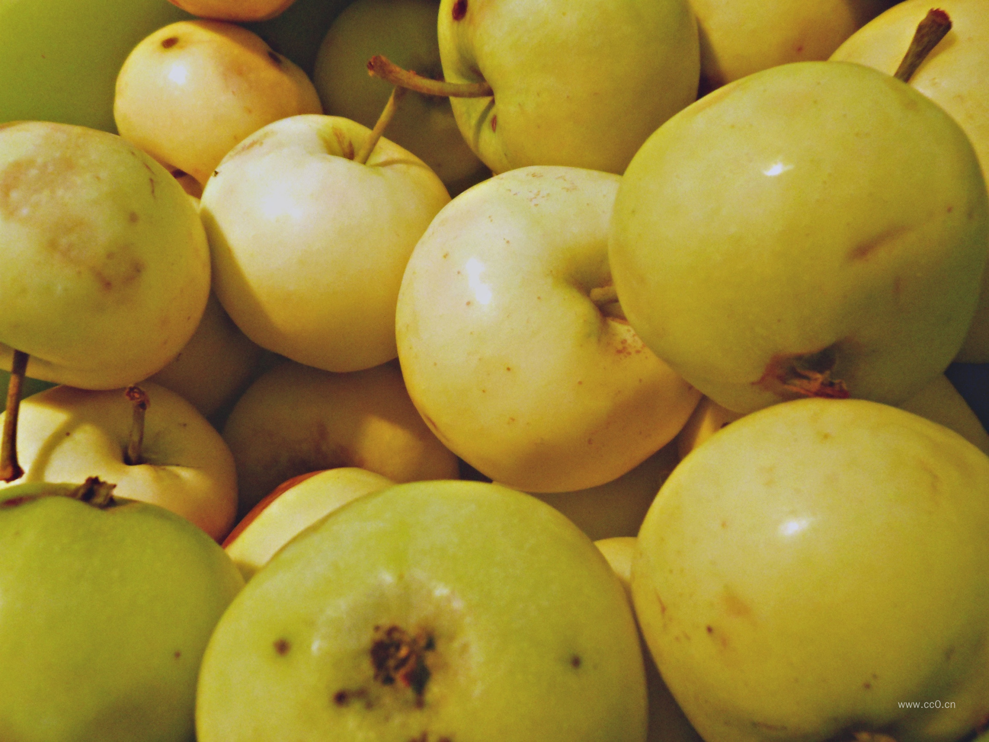 青苹果图片