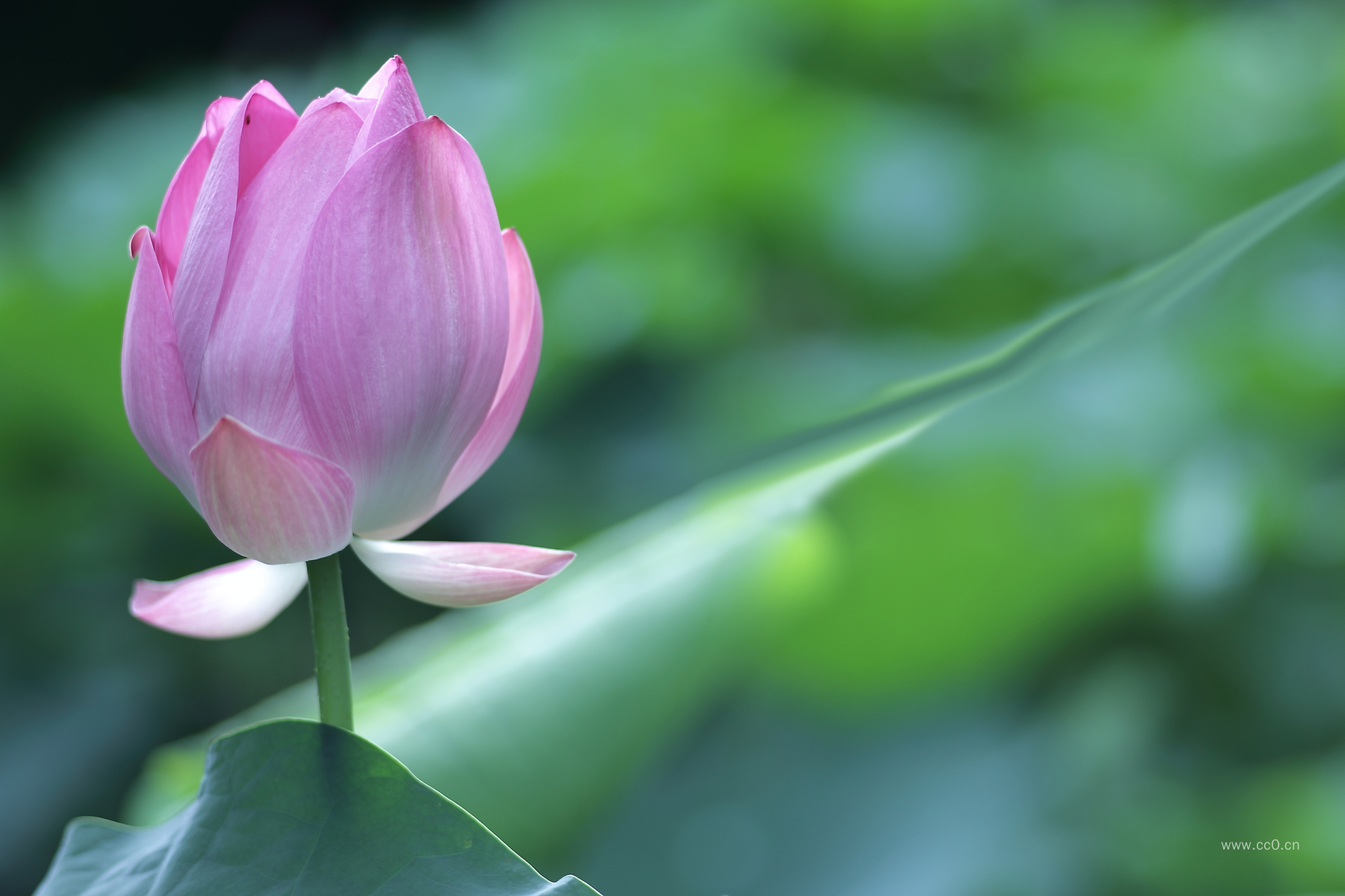 含苞待放的荷花