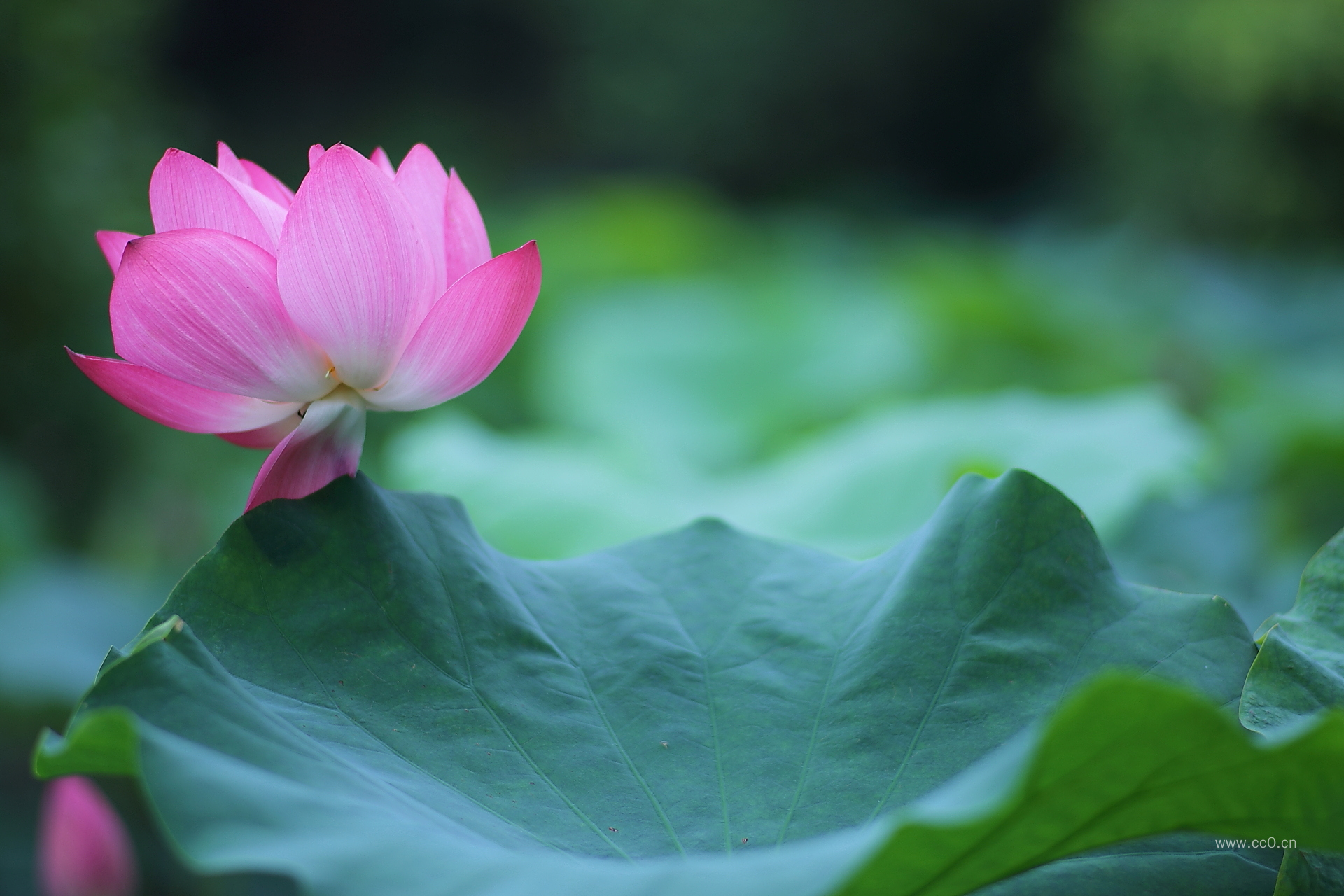 水生植物荷叶与荷花花朵