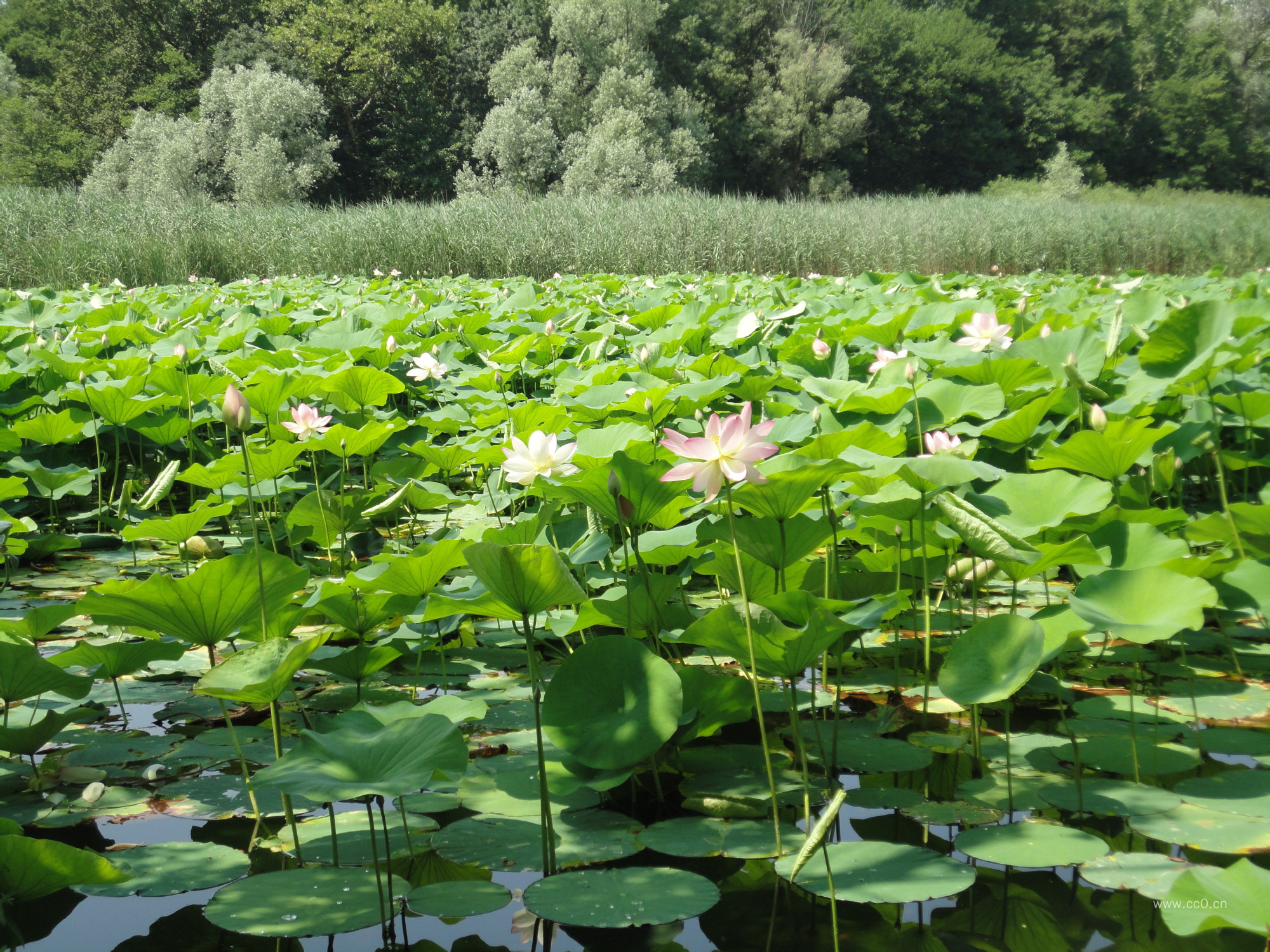 池塘的荷花与荷叶图片
