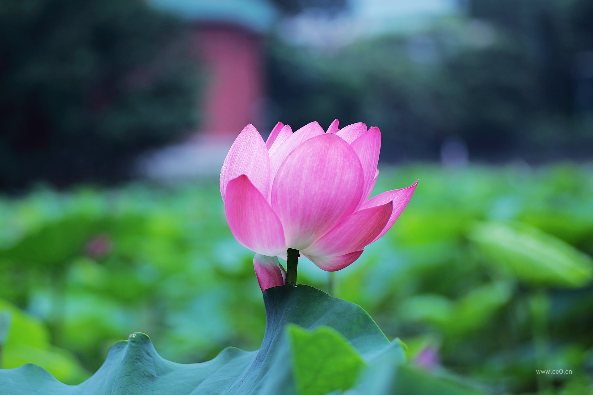 池塘的荷花图片