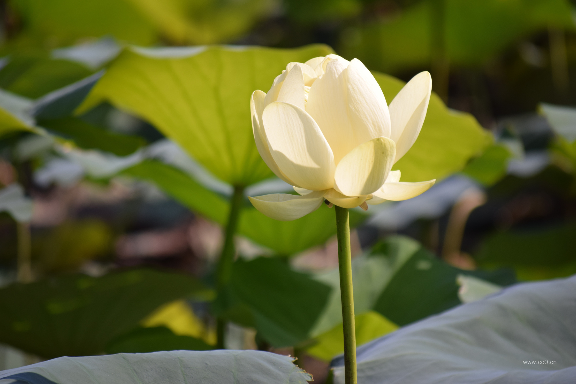 白色的荷花图片