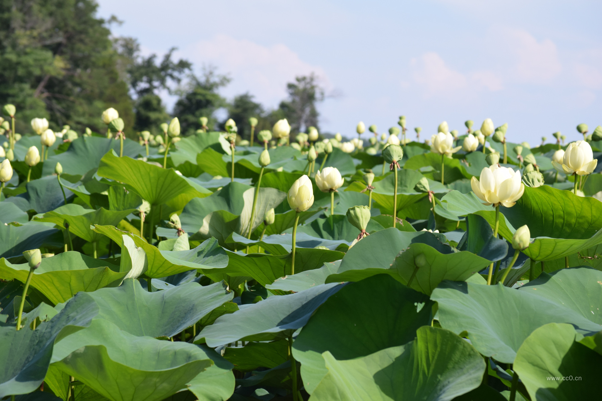 白色的荷花图片