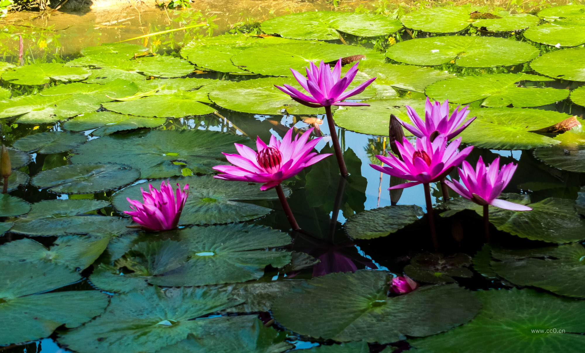 紫红色的莲花图片