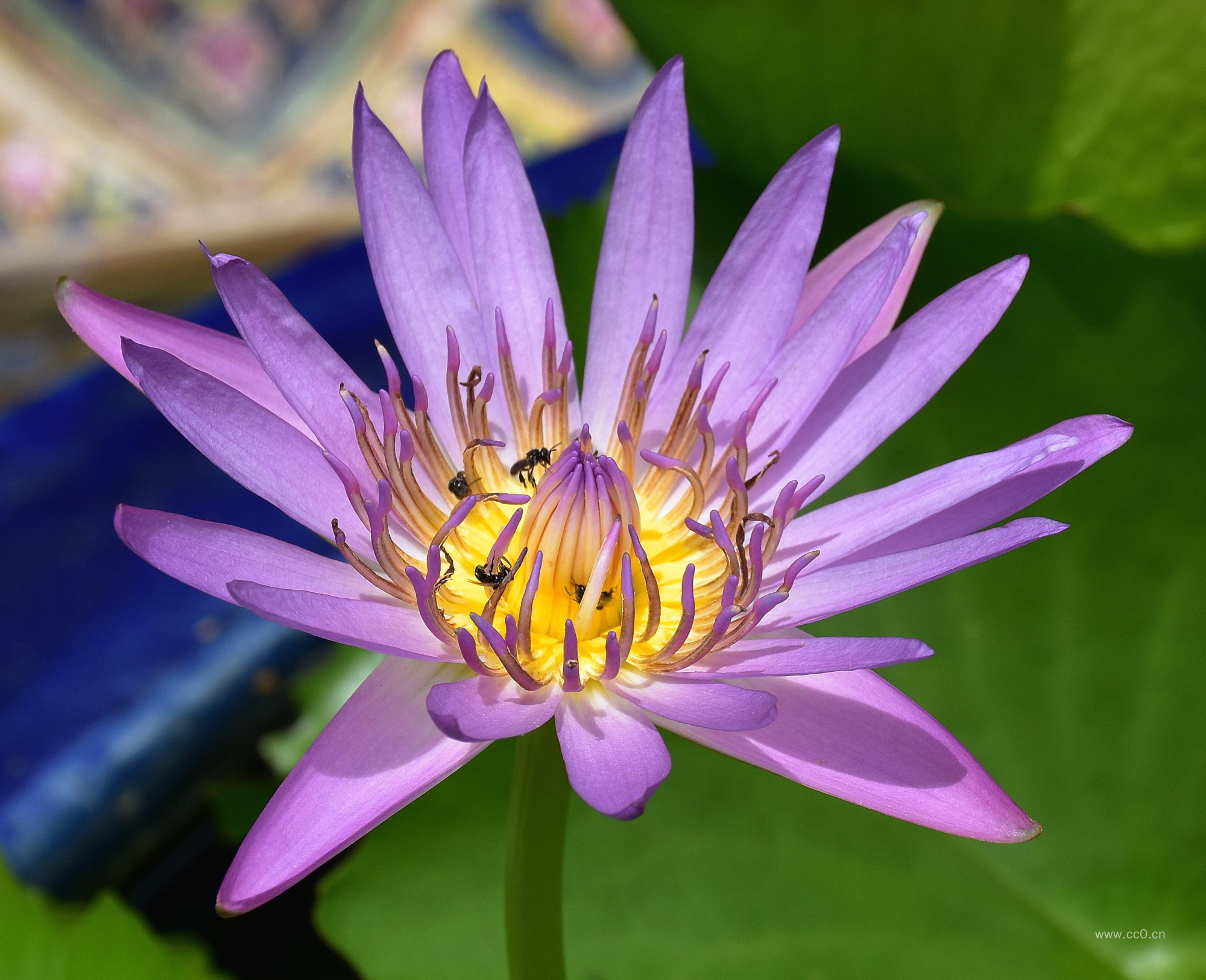 紫色的睡莲花图片