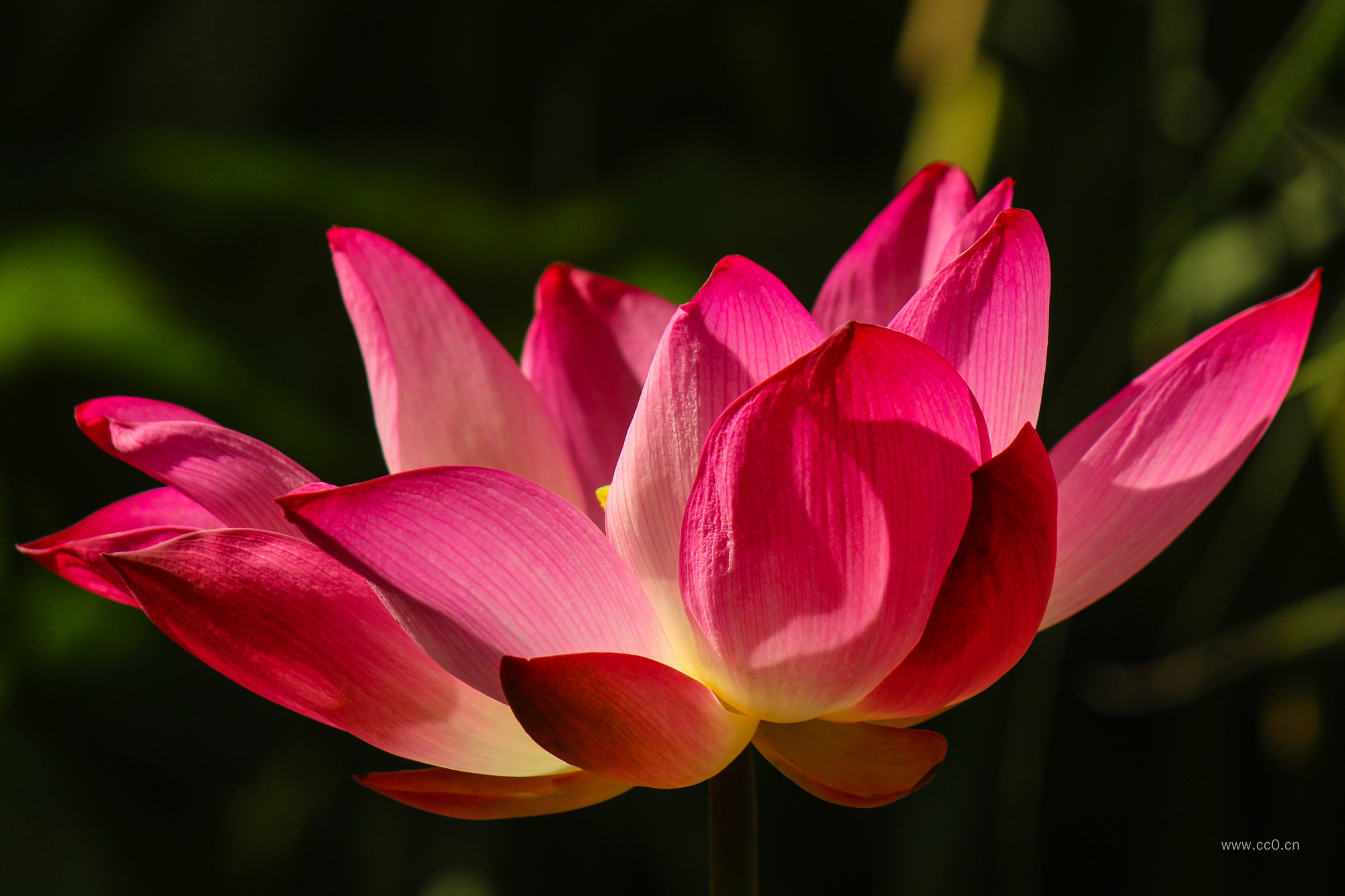 绽放的荷花花朵图片