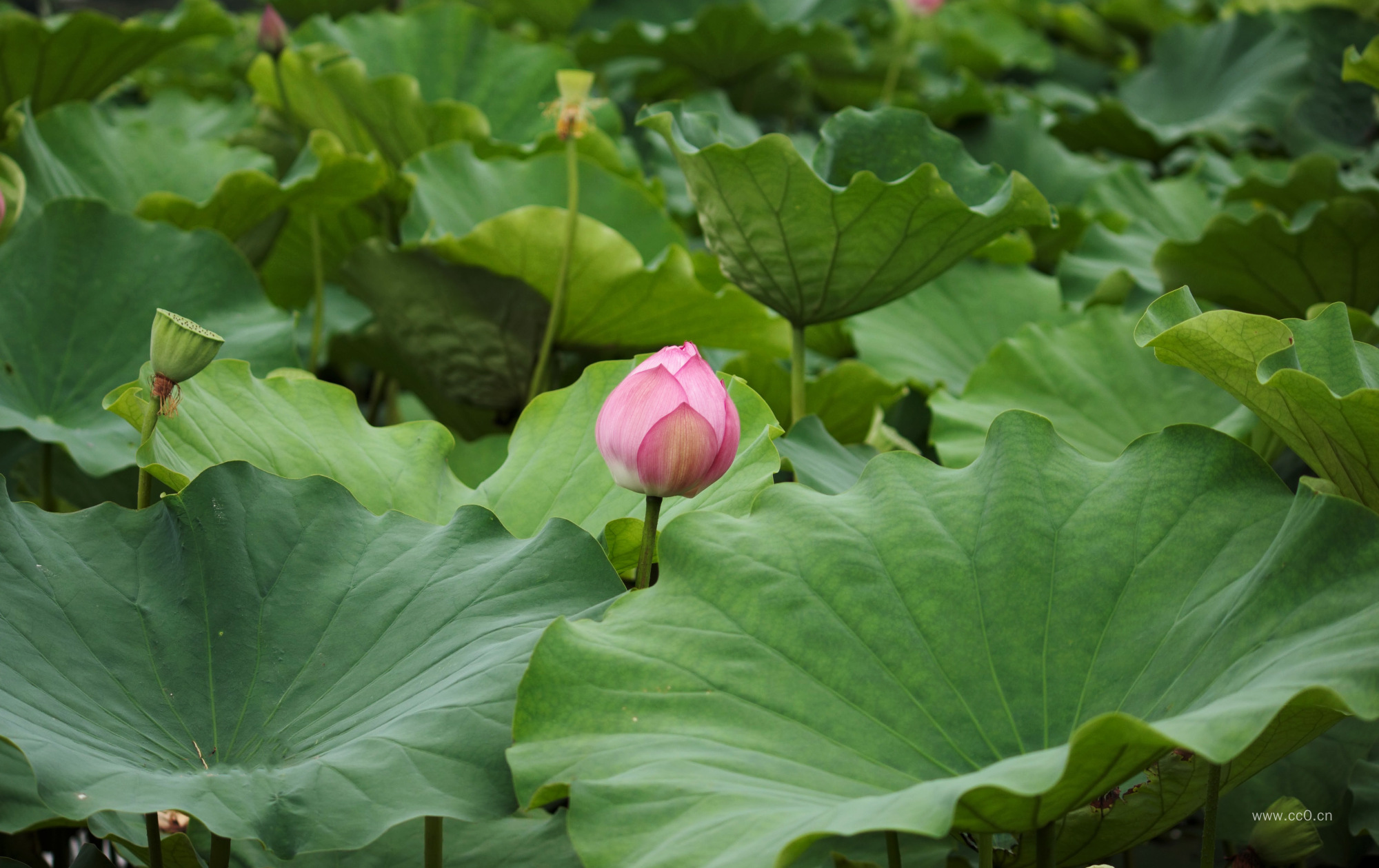 荷叶与荷花花苞图
