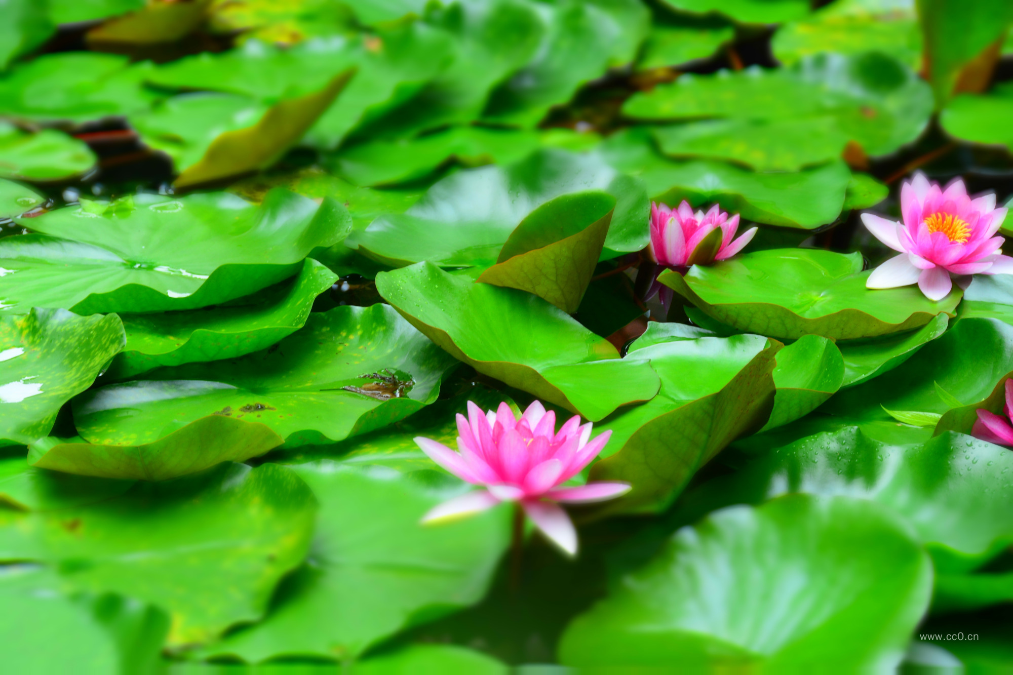 荷花与荷叶图片