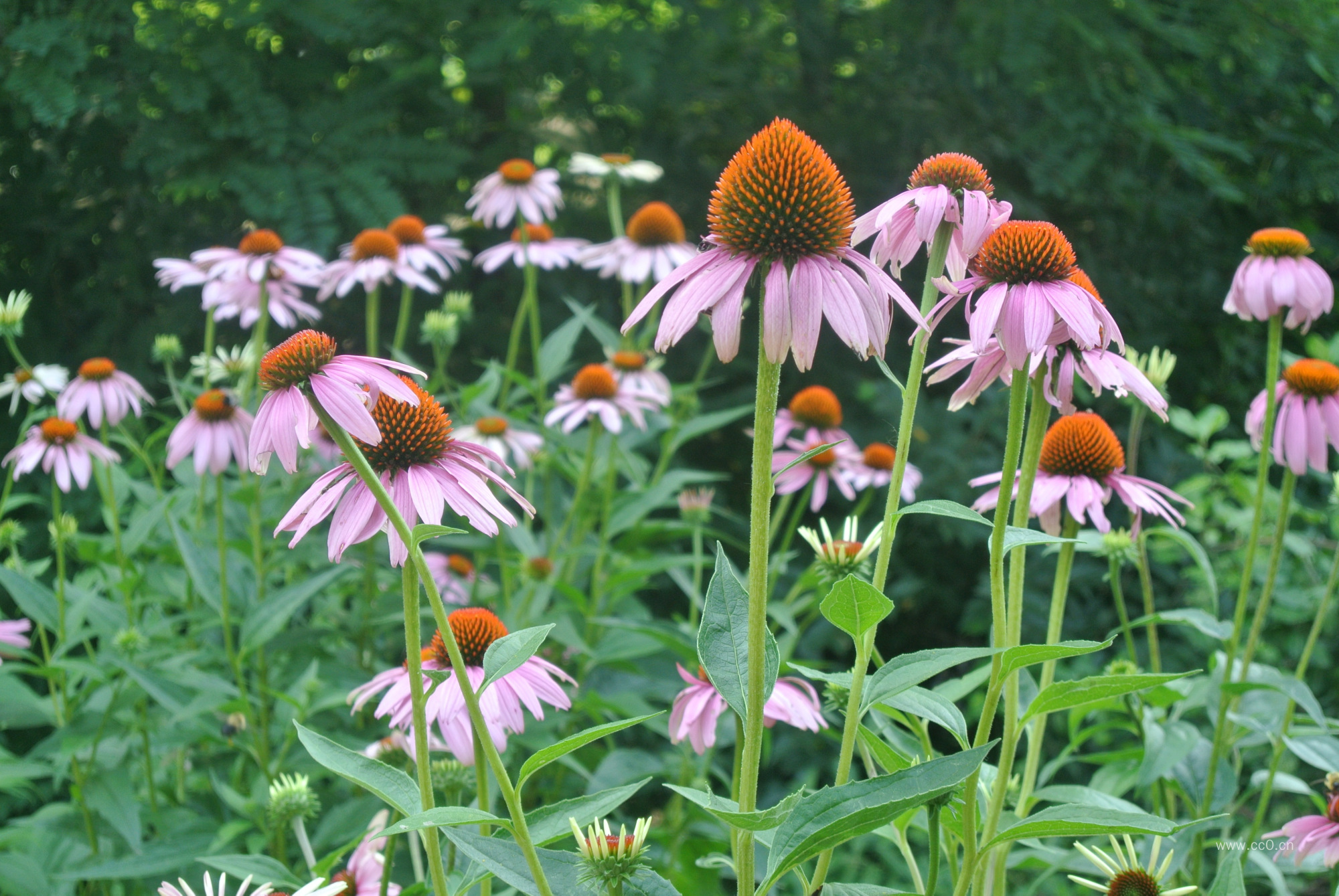 松果菊花的图片