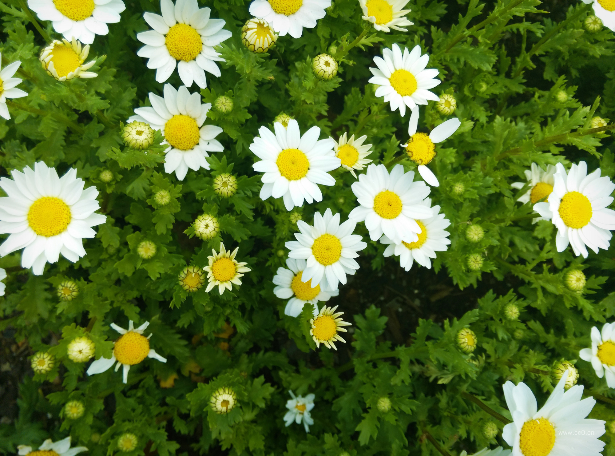 白色的野菊花图片