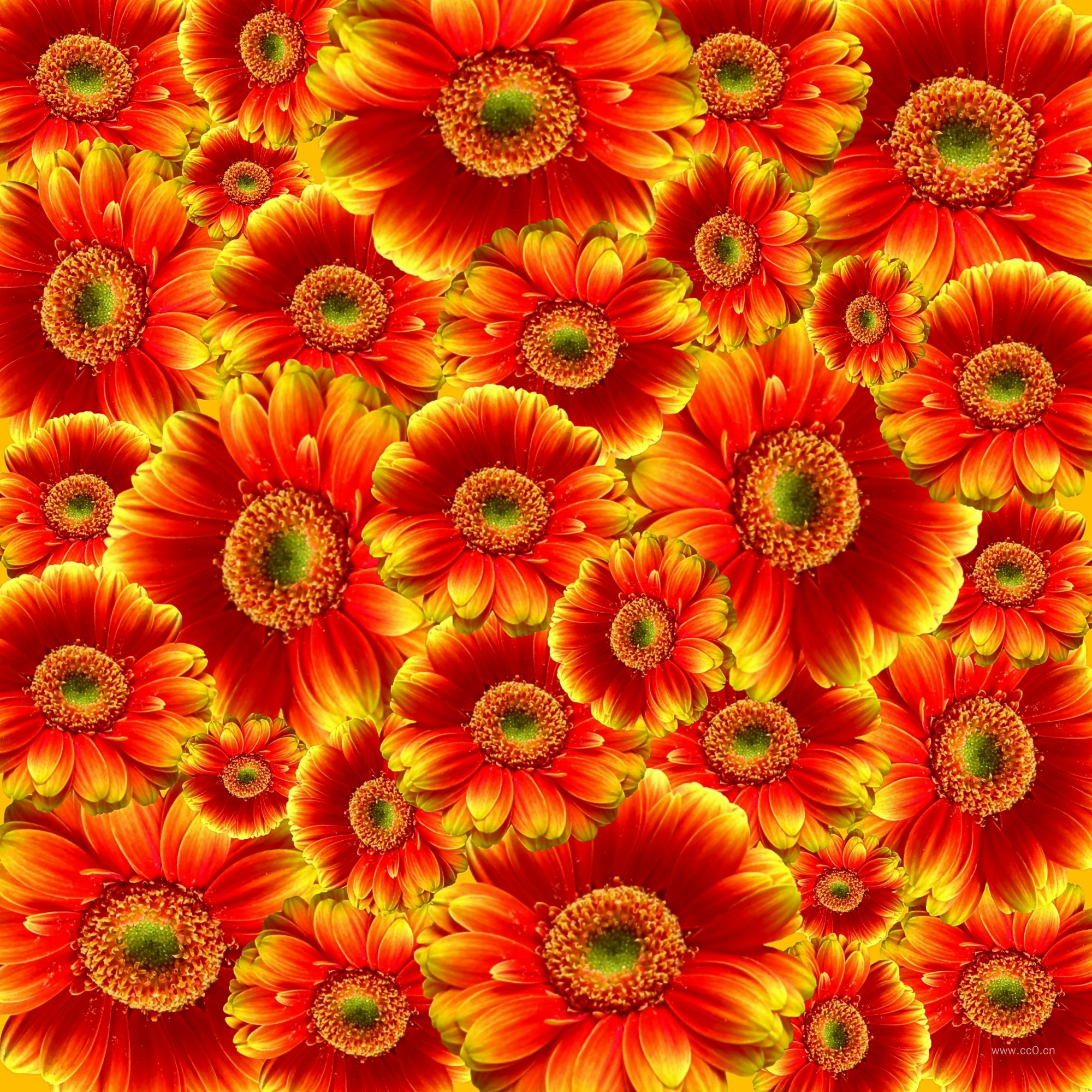 非洲菊花朵背景