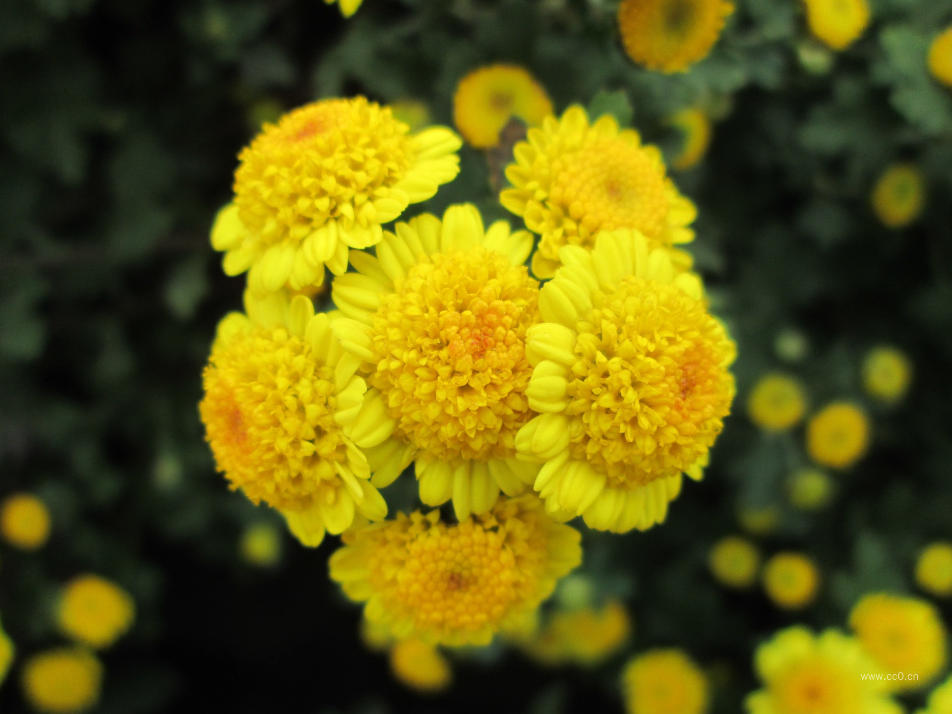 黄色的菊花花朵图片