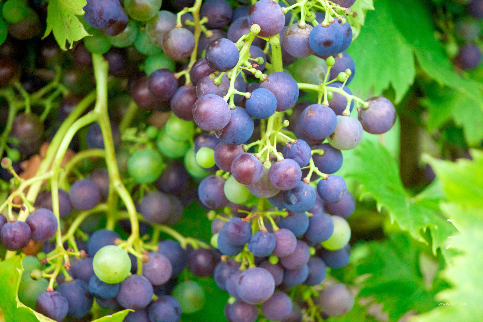 新鲜的葡萄水果图片