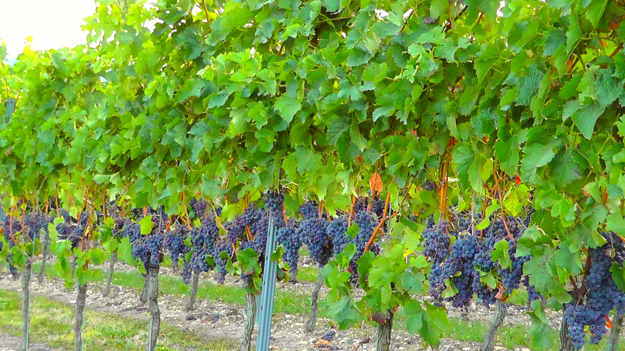 葡萄树上成熟了的葡萄