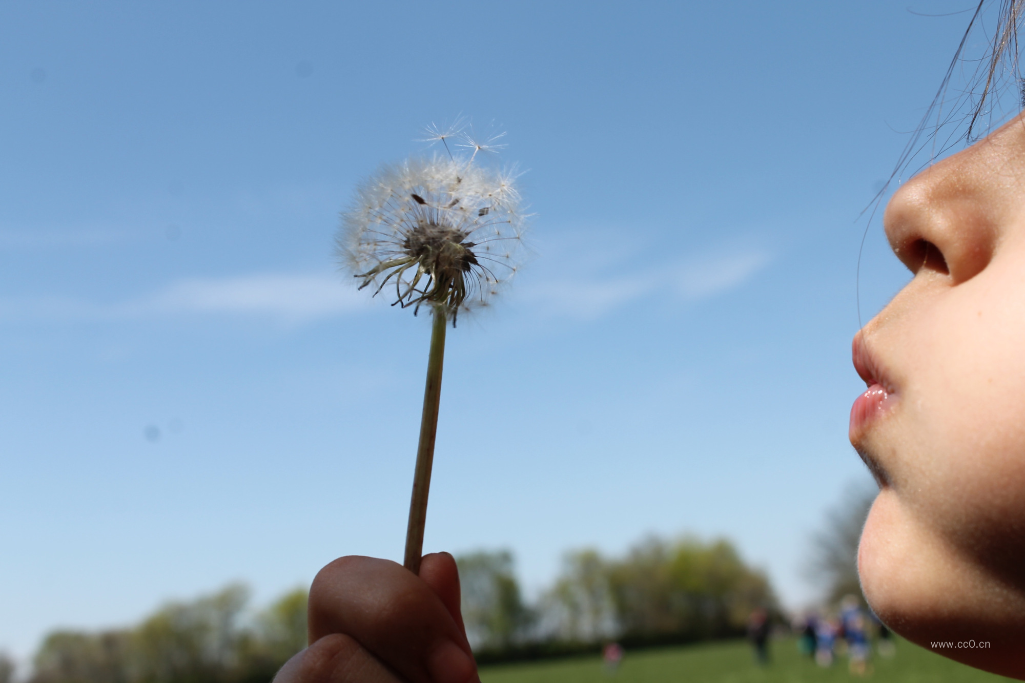 吹蒲公英的图片