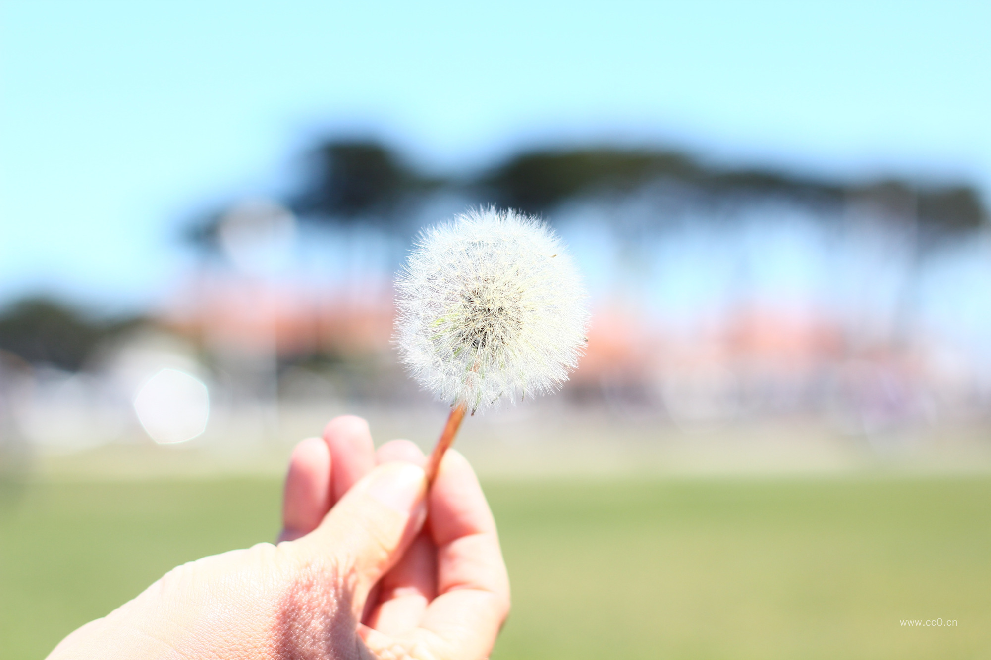 手拿蒲公英