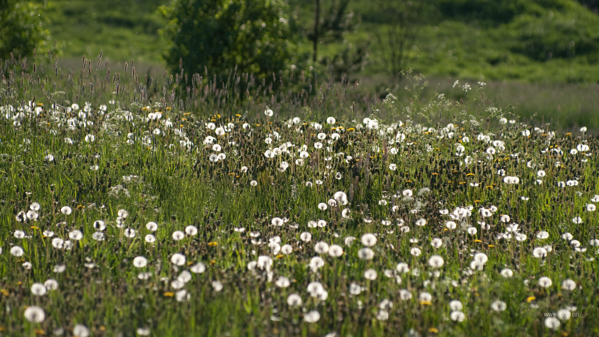 草地上的蒲公英