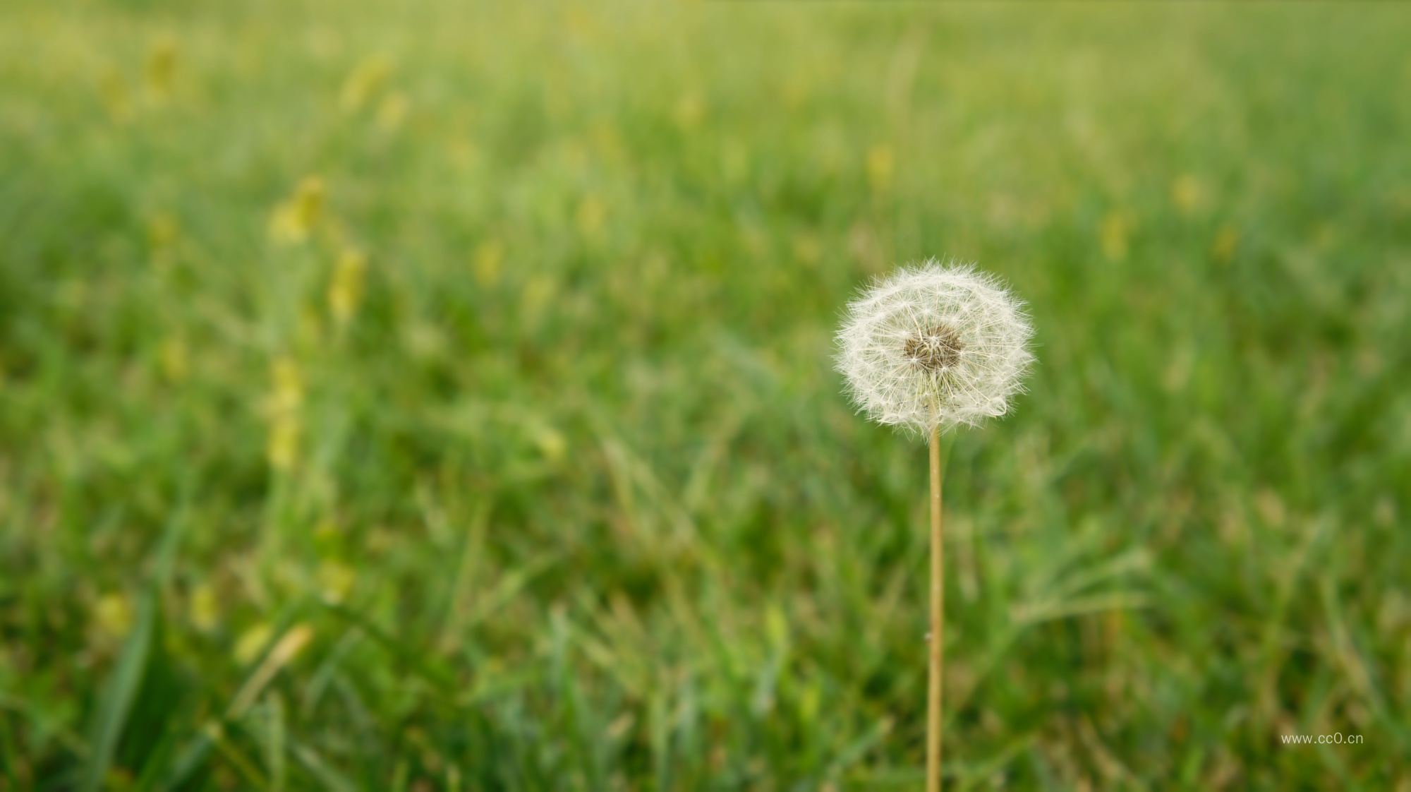 草地上的蒲公英