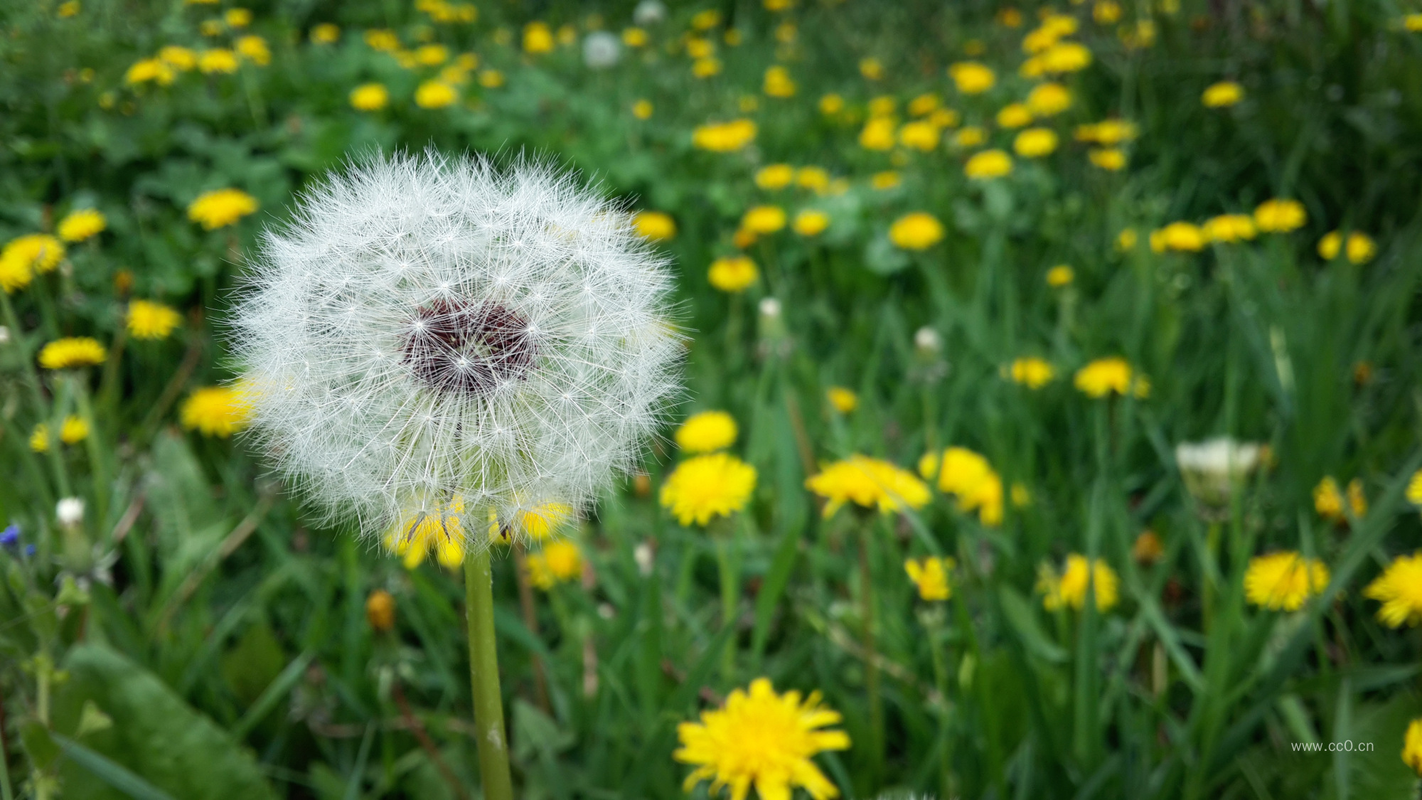 蒲公英与花朵图片