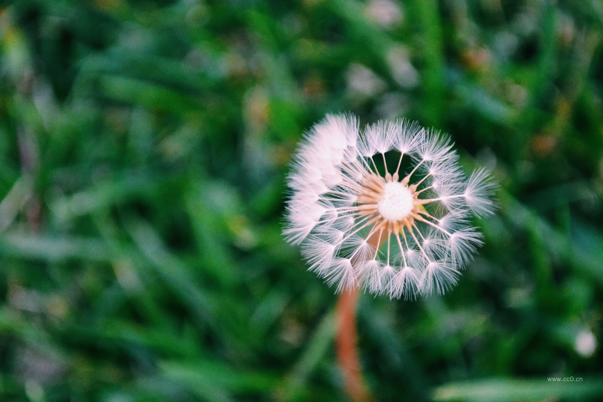 蒲公英图片