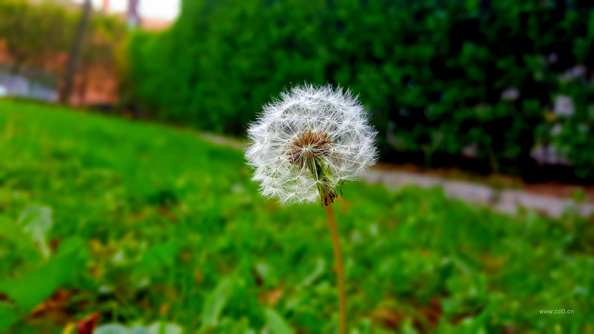 蒲公英图片
