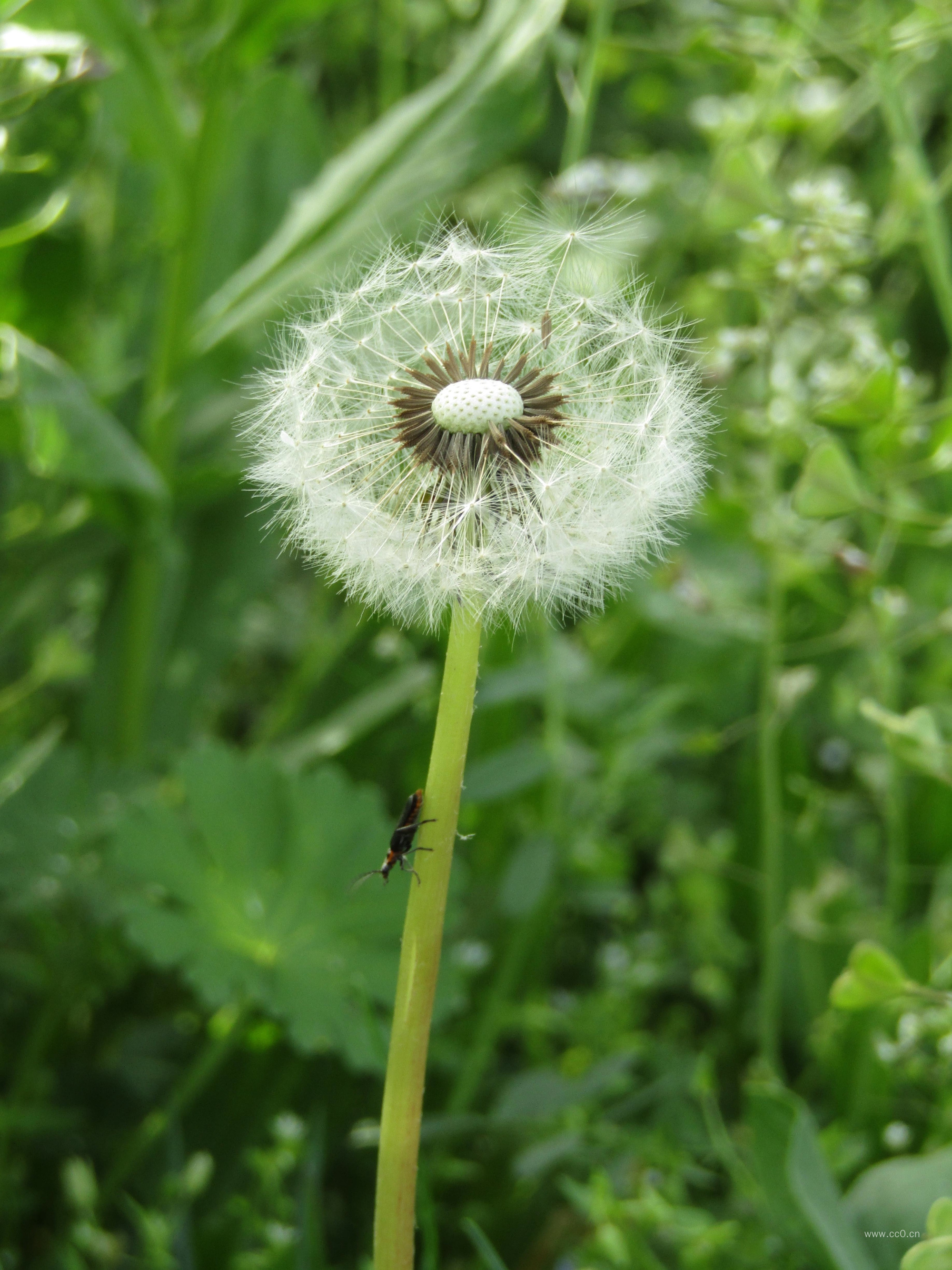 蒲公英图片