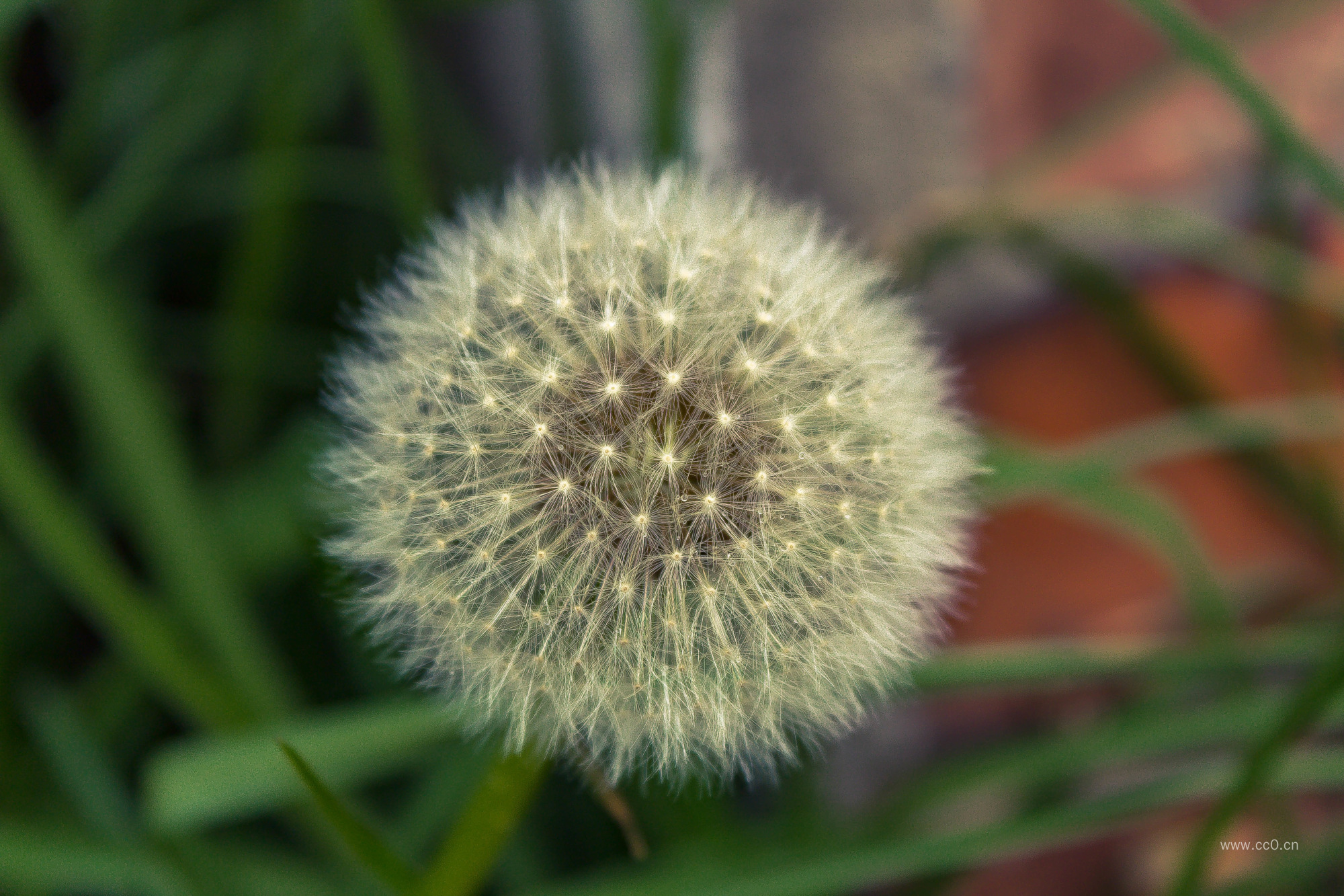 蒲公英图片