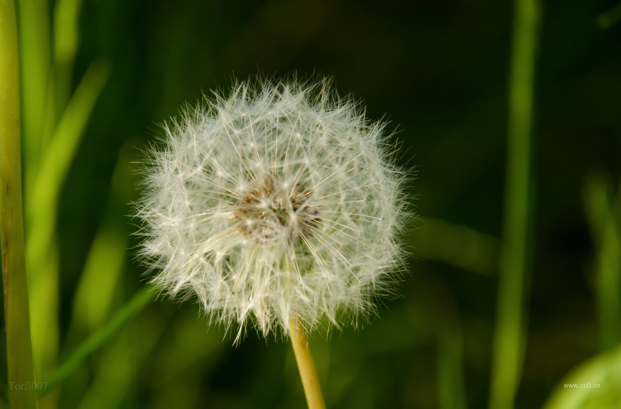 蒲公英特写图片
